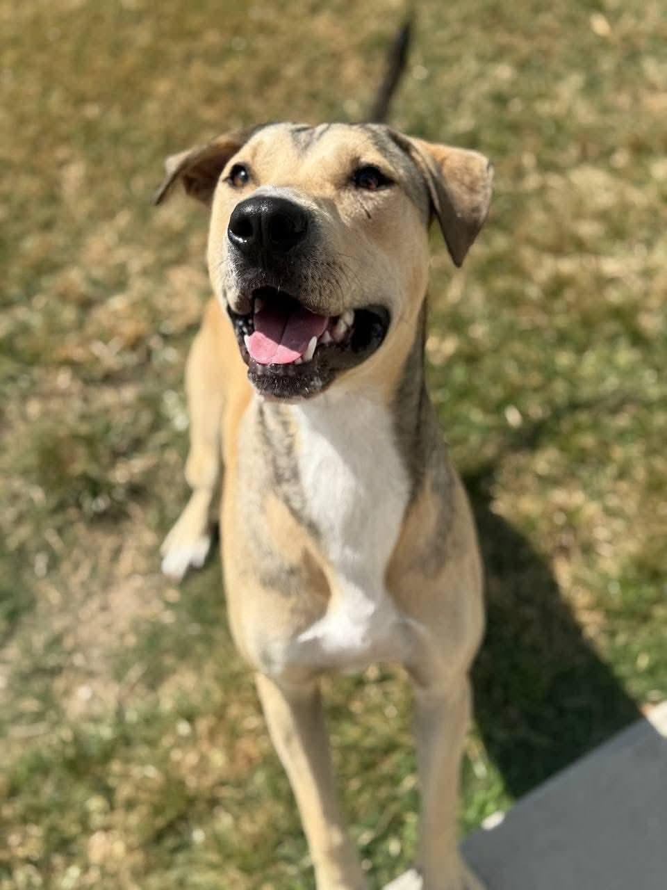 Enlarge Beau, a Adoptable mixed breed in Macclesfield, NC image 1/6