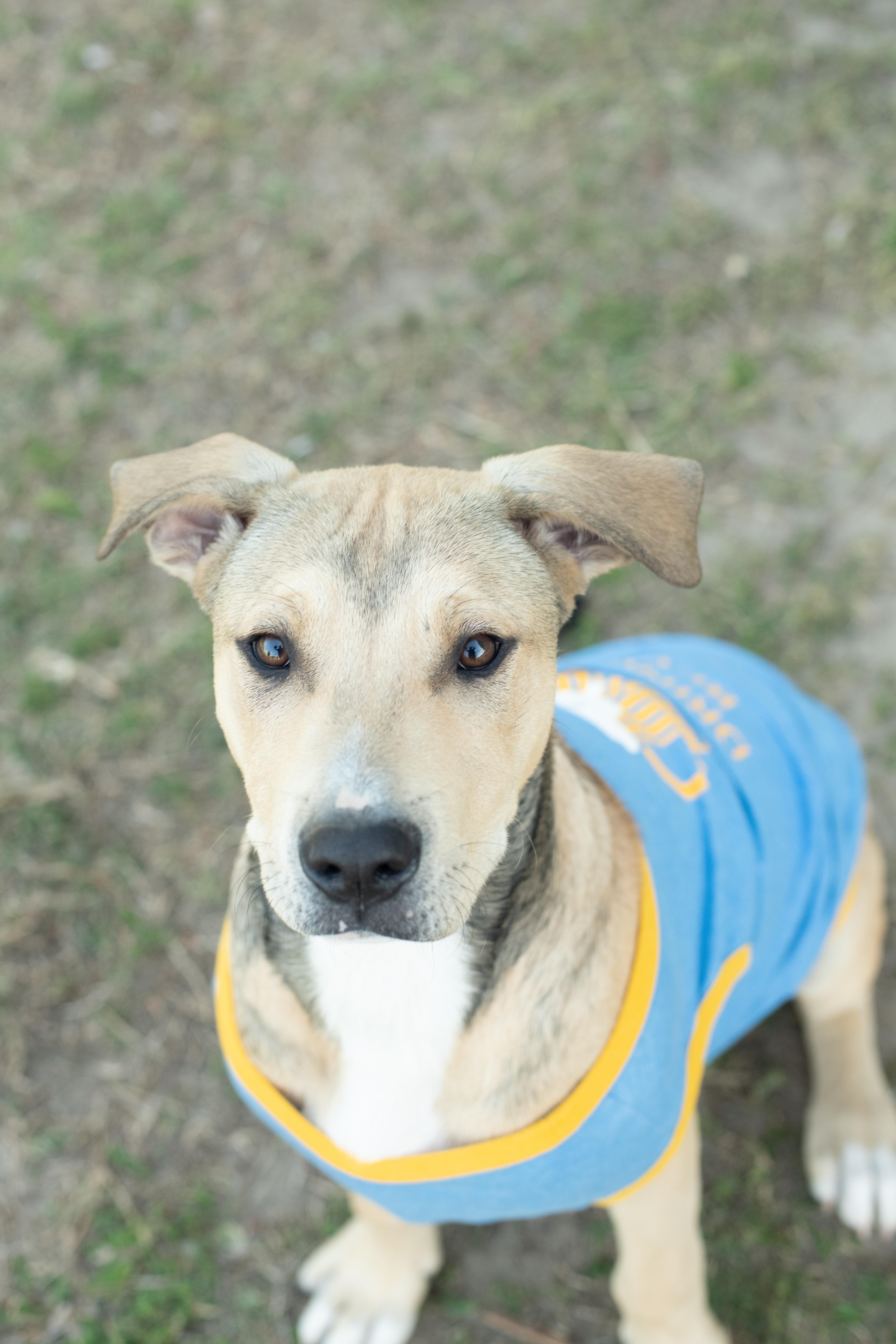 Enlarge Beau, a Adoptable mixed breed in Macclesfield, NC image 4/6