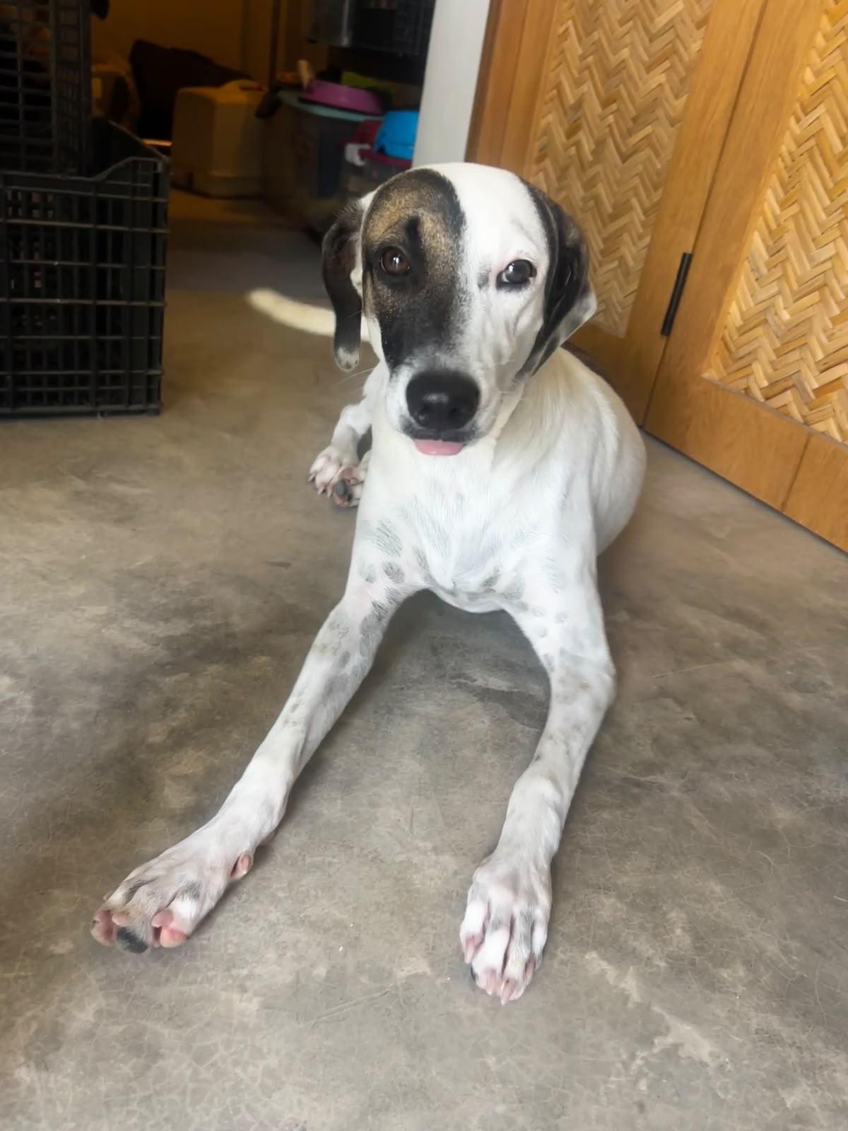 Enlarge Huichol, a Adoptable mixed breed in Sacramento, CA image 2/6