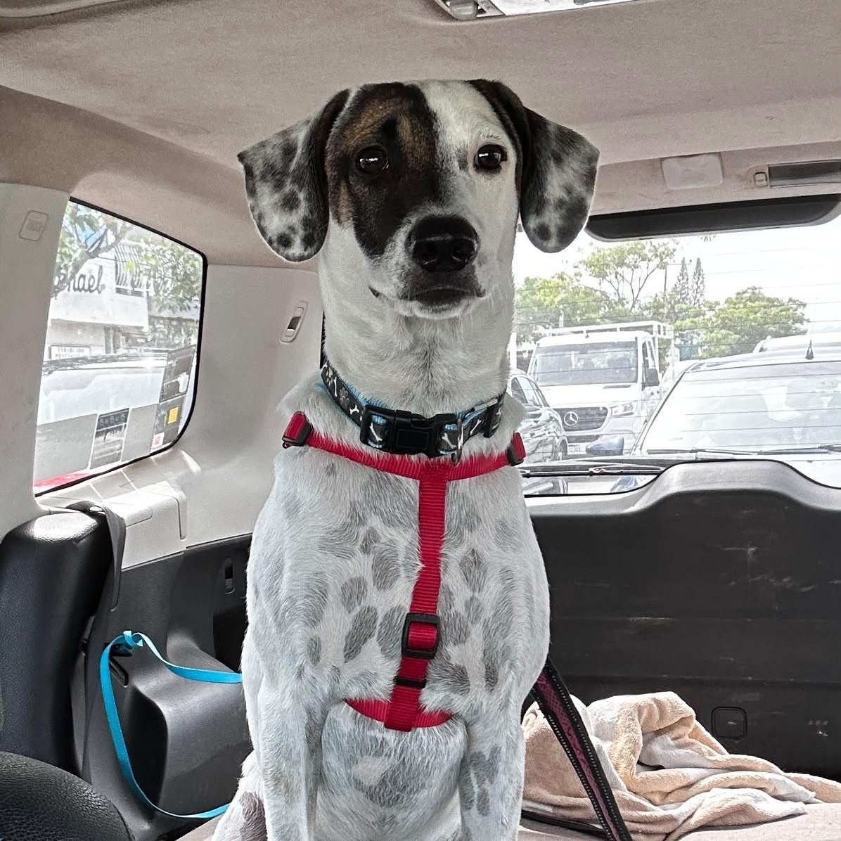 Enlarge Huichol, a Adoptable mixed breed in Sacramento, CA image 4/6