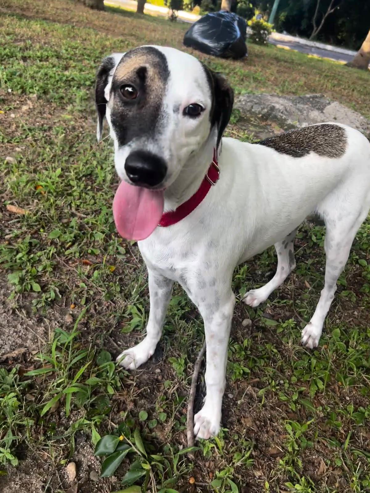 Huichol, Adoptable, Puppy Male Border Collie & Pointer.