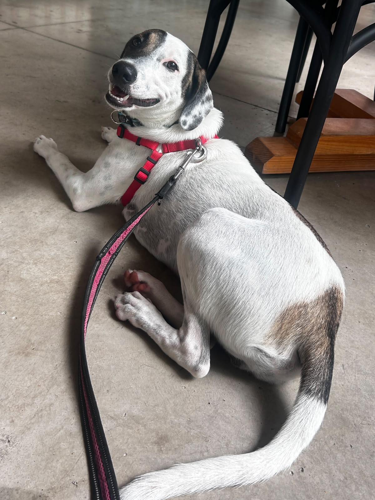 Enlarge Huichol, a Adoptable mixed breed in Sacramento, CA image 3/6