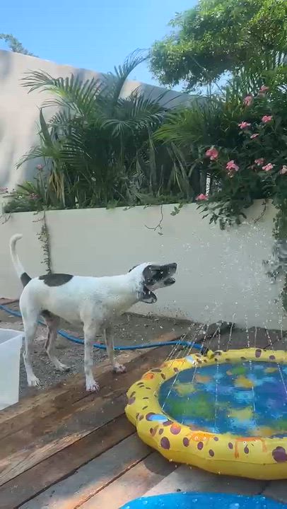 Enlarge Huichol, a Adoptable mixed breed in Sacramento, CA video 6/6