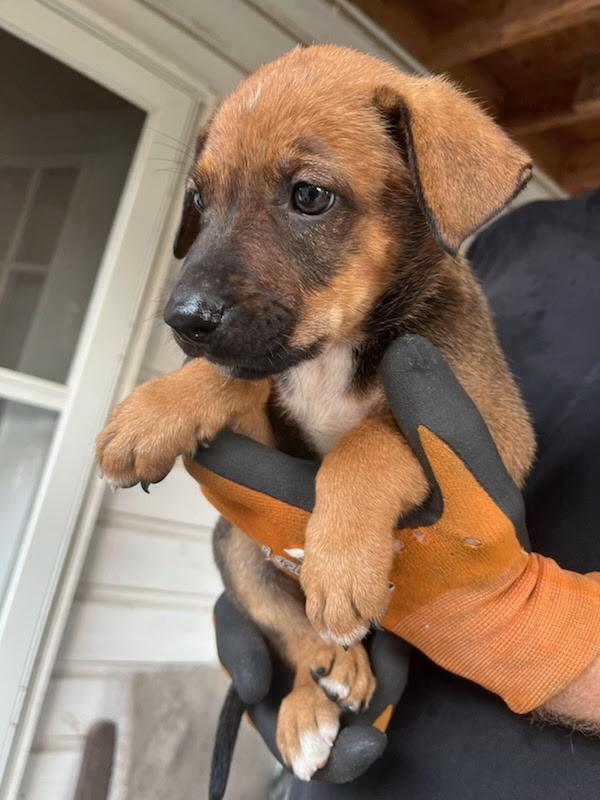 Clover- located in Rutherfordton, NC