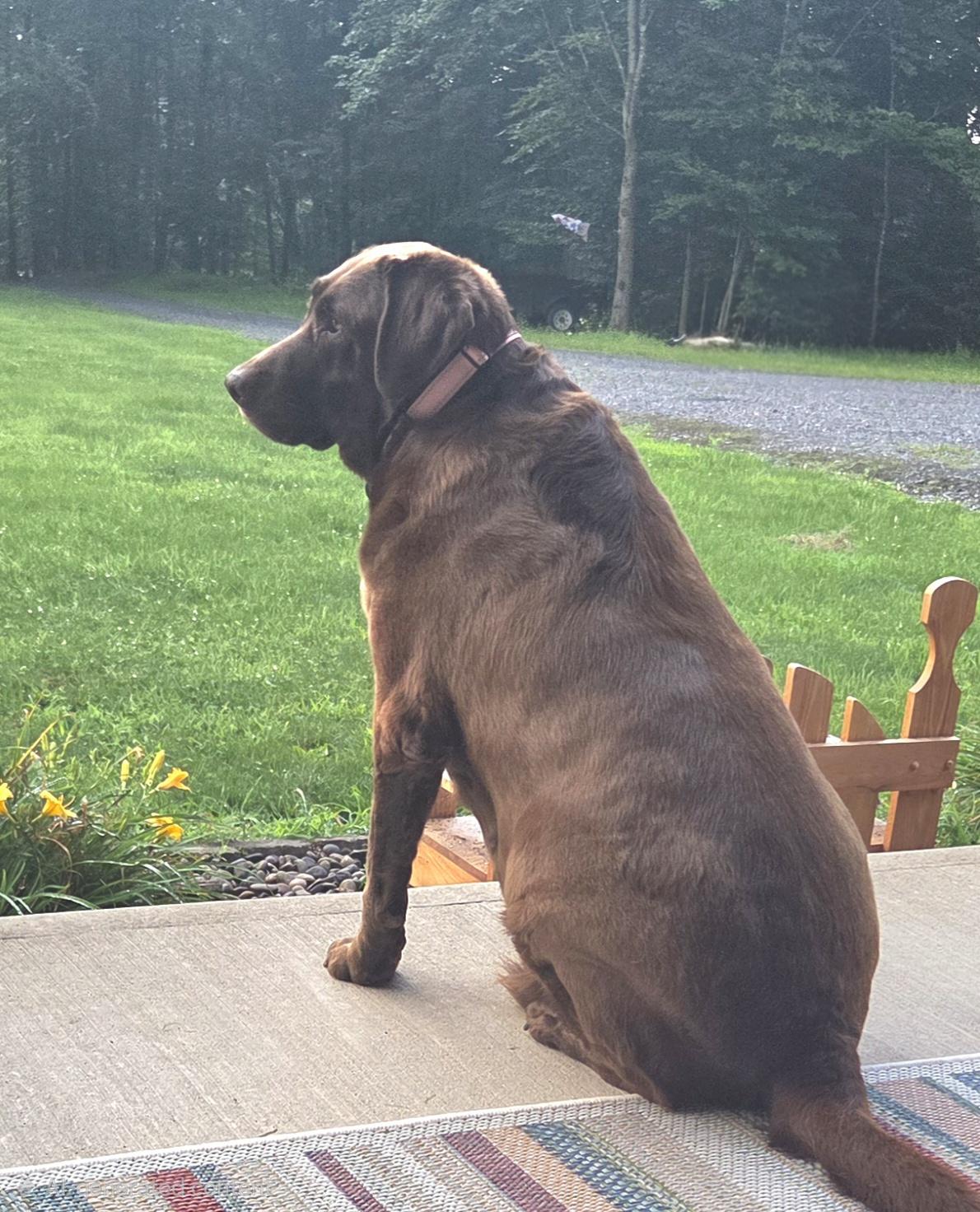 Enlarge Stormy, a Adopted Labrador Retriever in Warrington, PA image 4/6