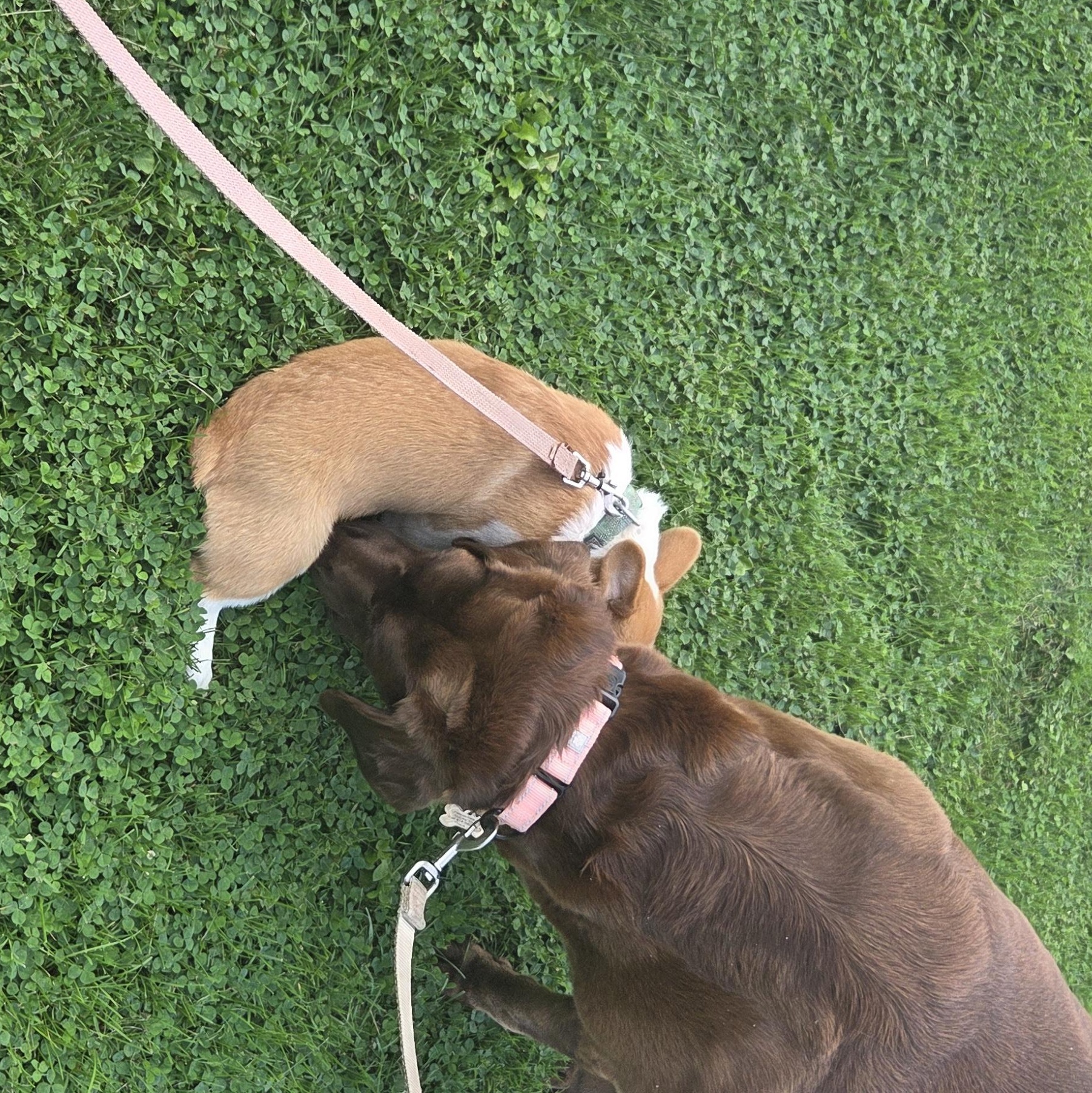 Enlarge Stormy, a Adopted Labrador Retriever in Warrington, PA image 6/6