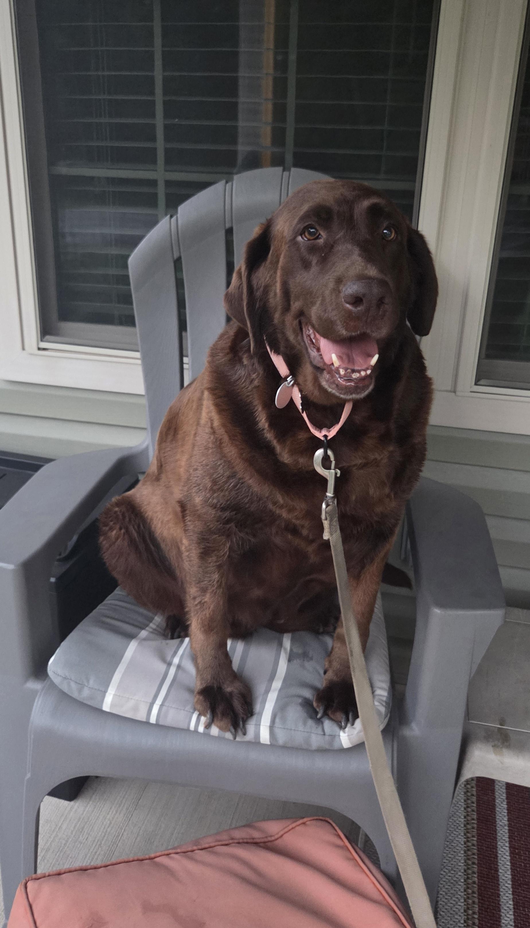 Enlarge Stormy, a Adopted Labrador Retriever in Warrington, PA image 2/6