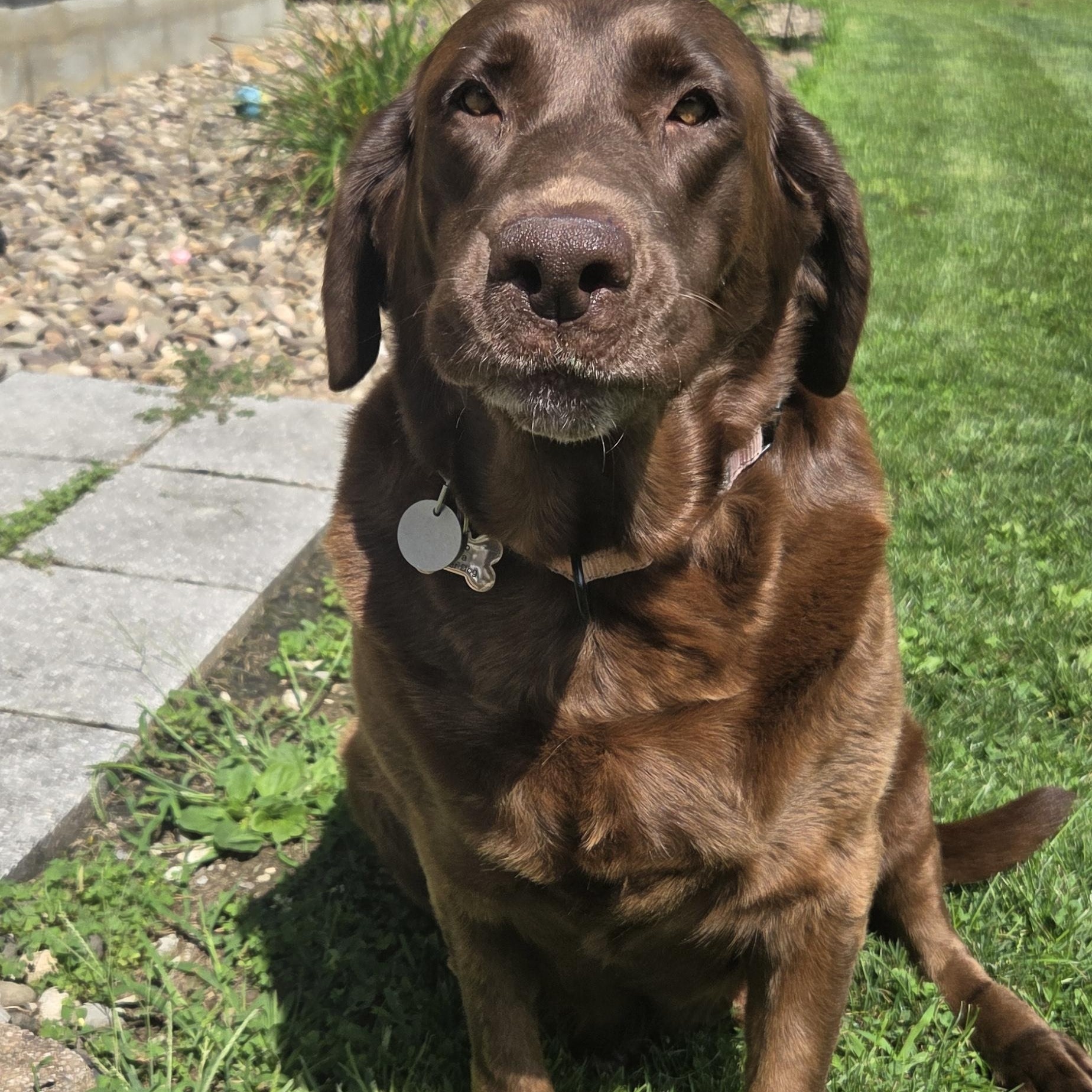 Stormy, Adopted, Adult Female Labrador Retriever.