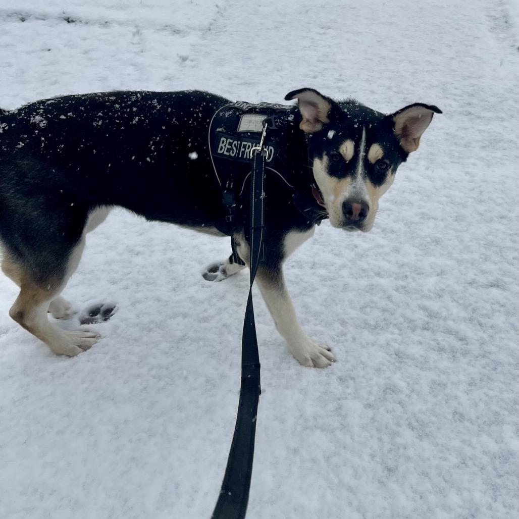 Gypsy, Adoptable, Young Female German Shepherd Dog.
