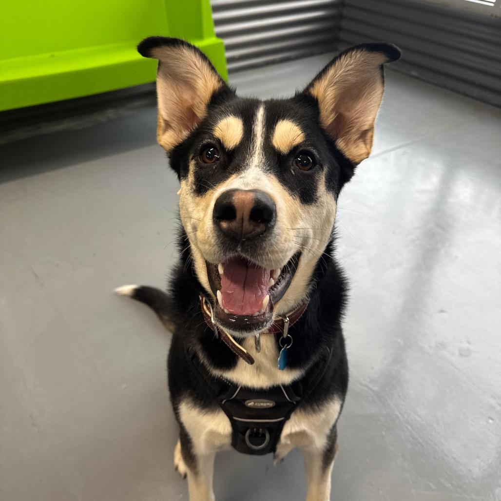 Gypsy, a Adoptable German Shepherd Dog in Tacoma, WA image 2/4