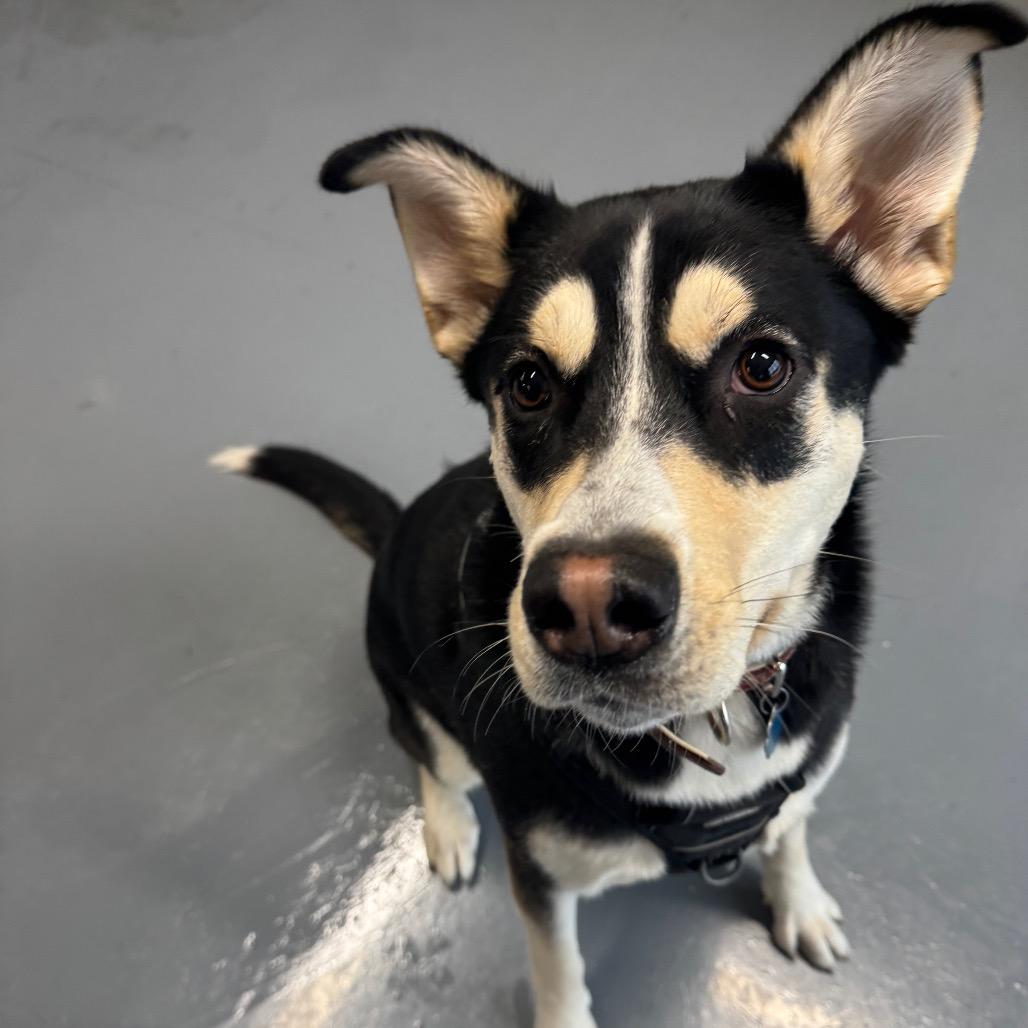 Gypsy, a Adoptable German Shepherd Dog in Tacoma, WA image 3/4