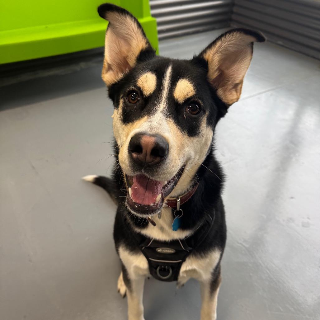 Gypsy, a Adoptable German Shepherd Dog in Tacoma, WA image 4/4