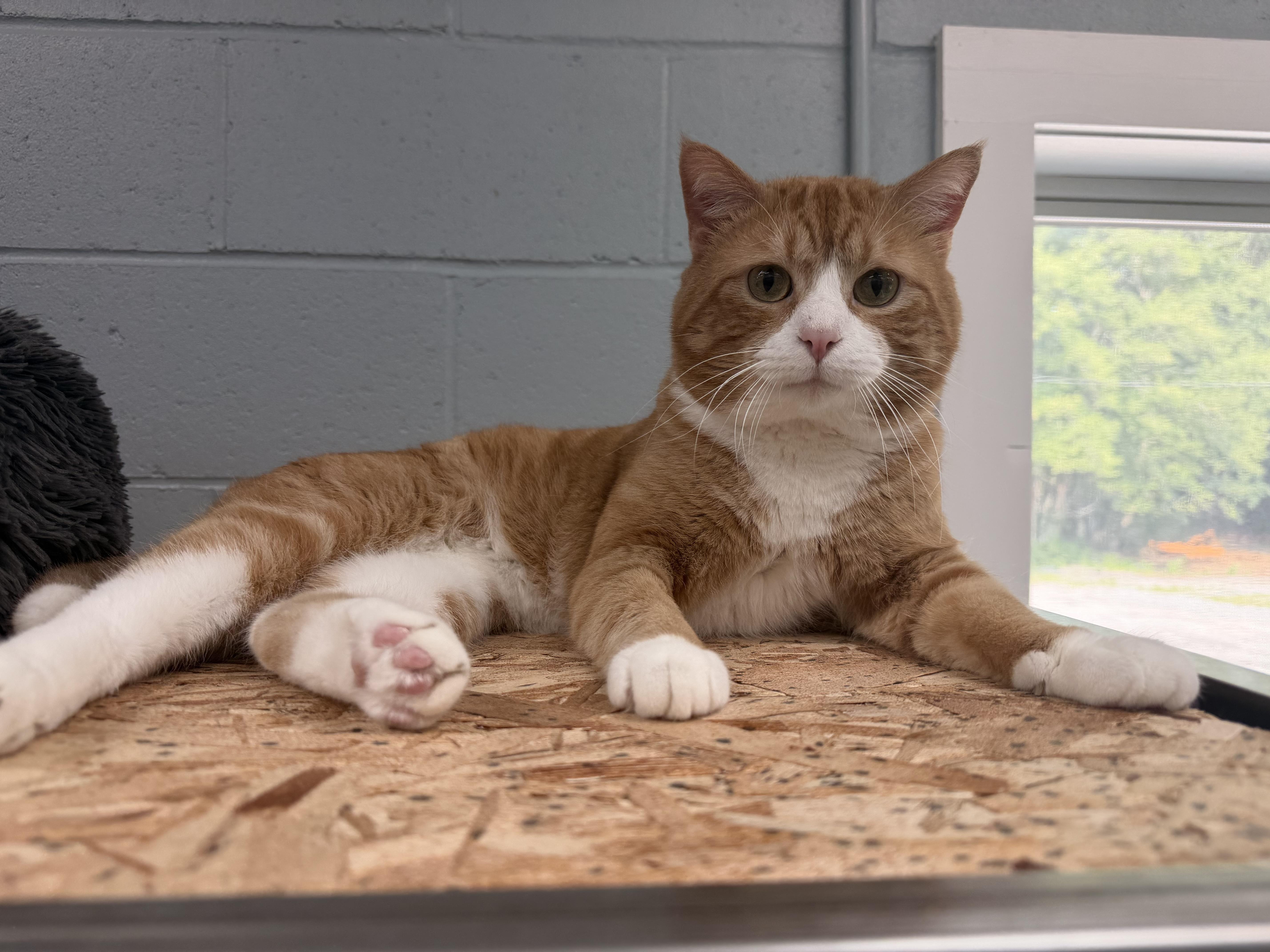 Enlarge Chester, a ADOPTABLE Domestic Short Hair in Charlestown, RI image 2/3