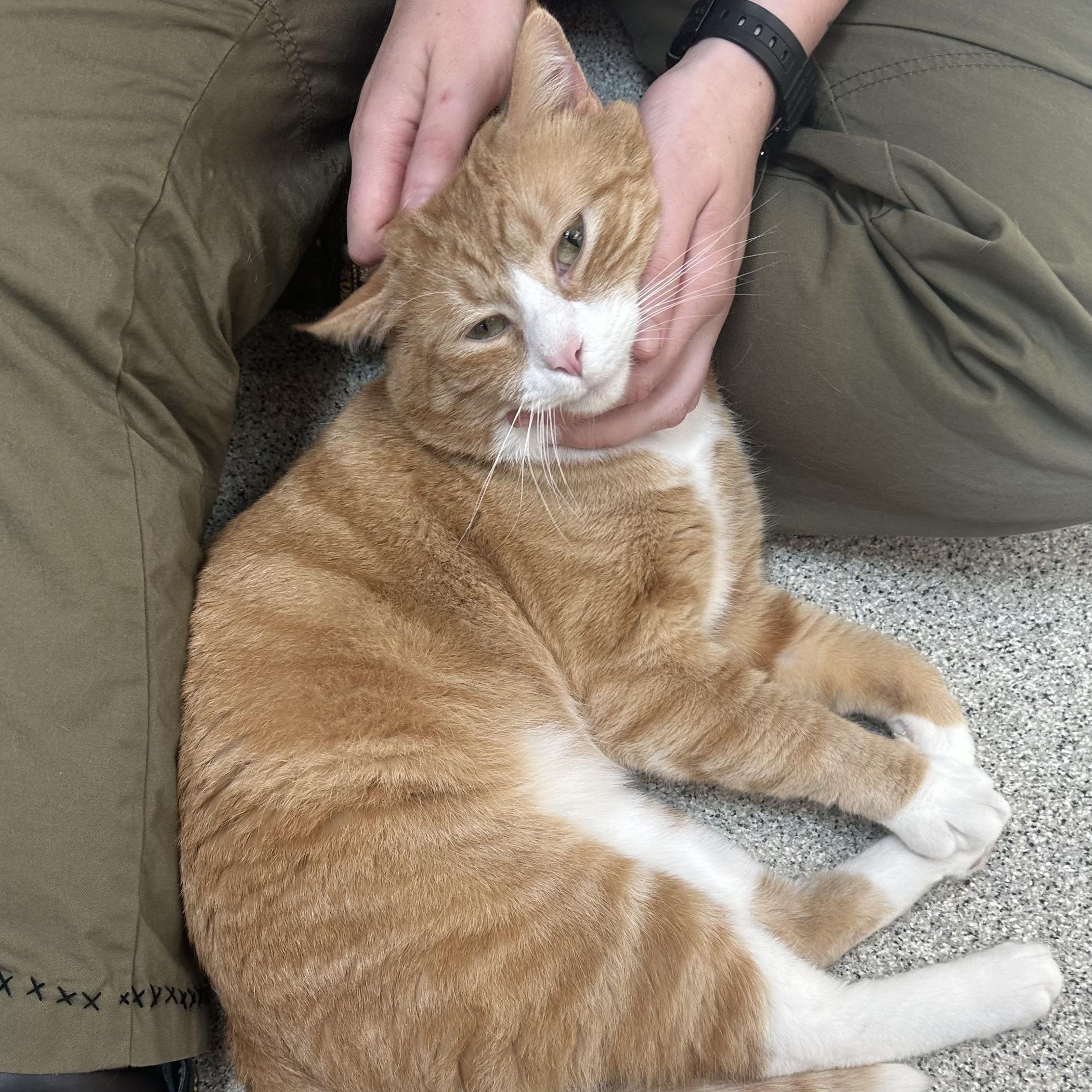 Enlarge Chester, a ADOPTABLE Domestic Short Hair in Charlestown, RI image 3/3