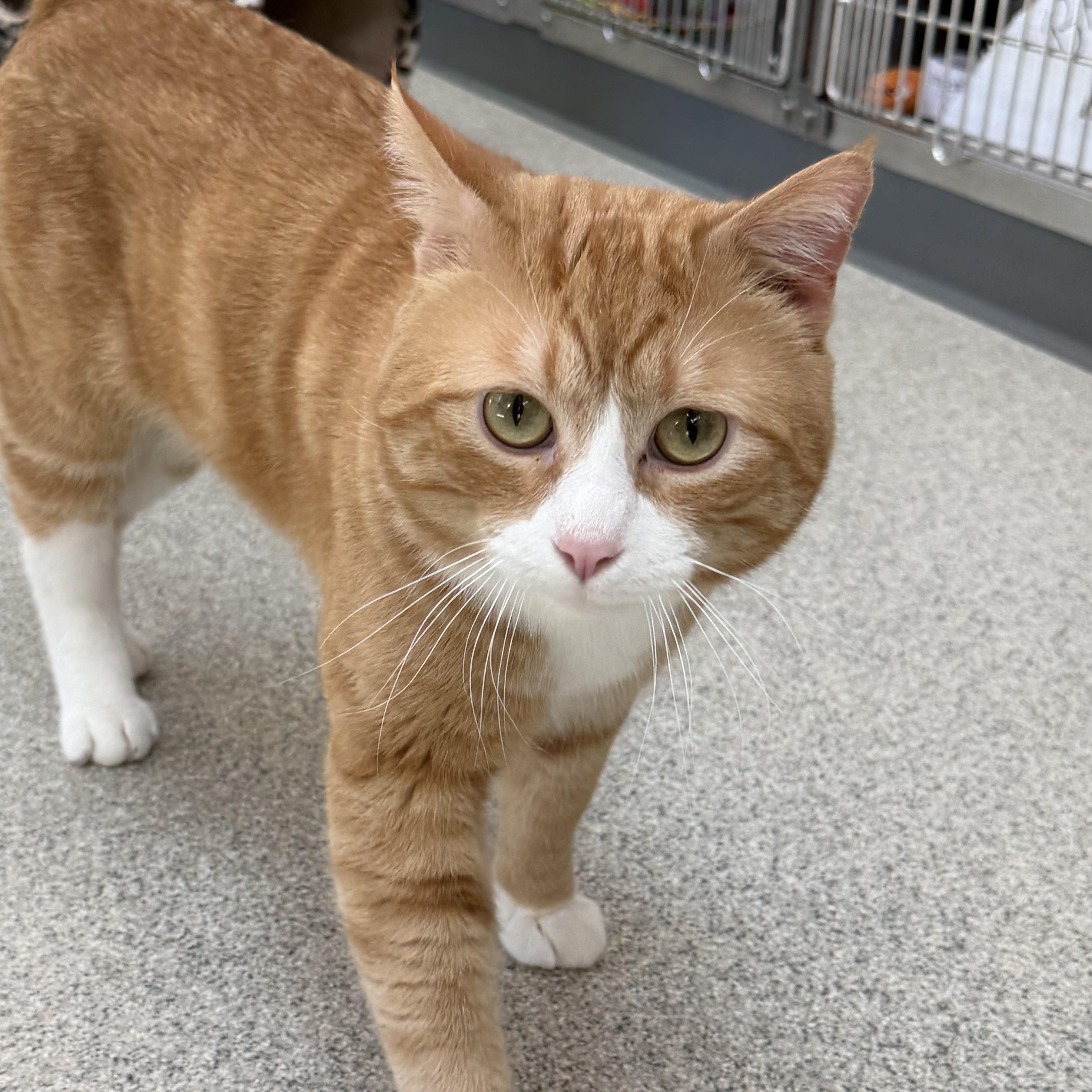Enlarge Chester, a ADOPTABLE Domestic Short Hair in Charlestown, RI image 1/3