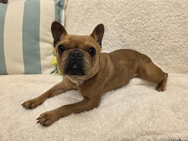Enlarge FIONA, a Adoptable French Bulldog in Santa Clara, CA image 1/1