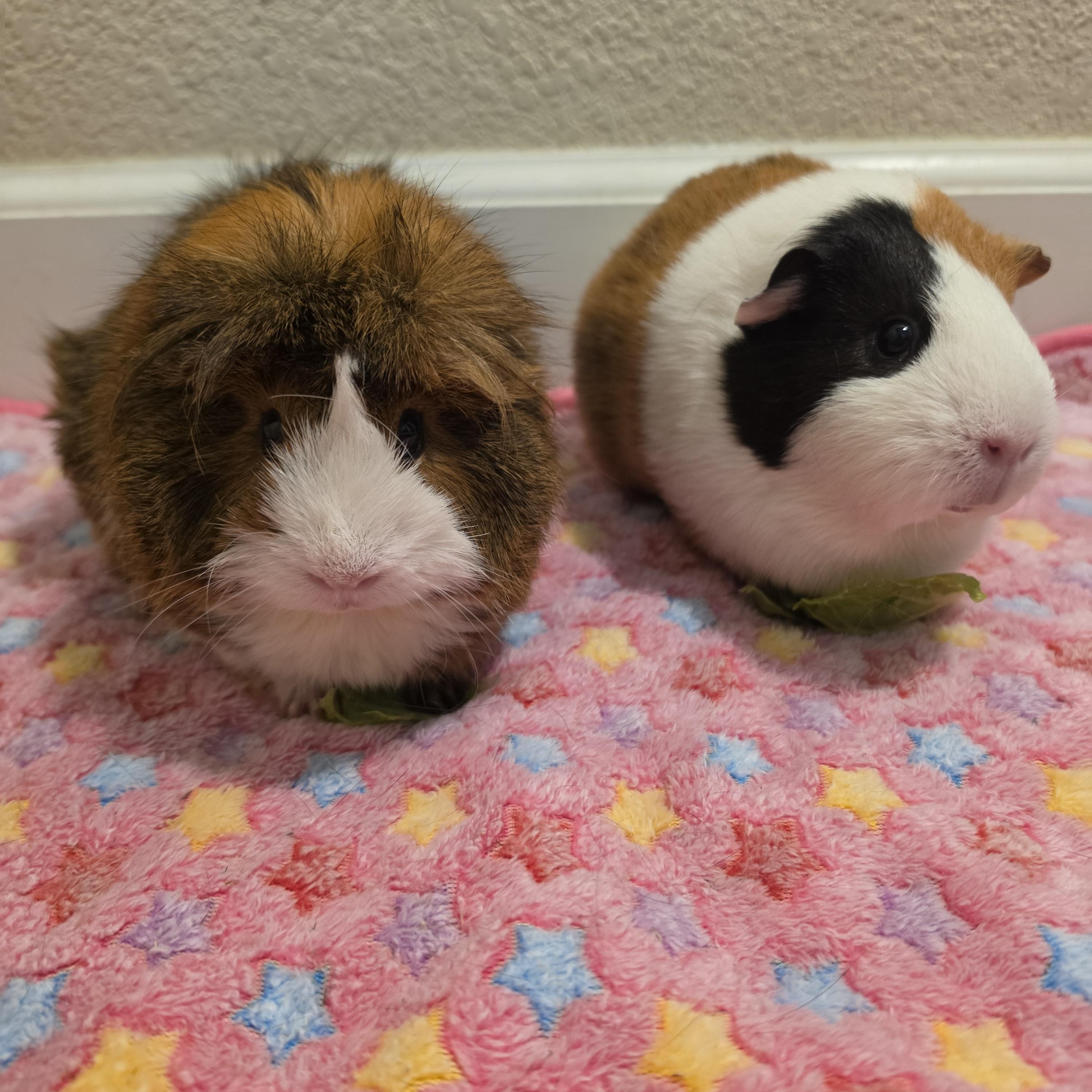 Daisy & Sadie, ADOPTABLE, Adult Female Short-Haired.