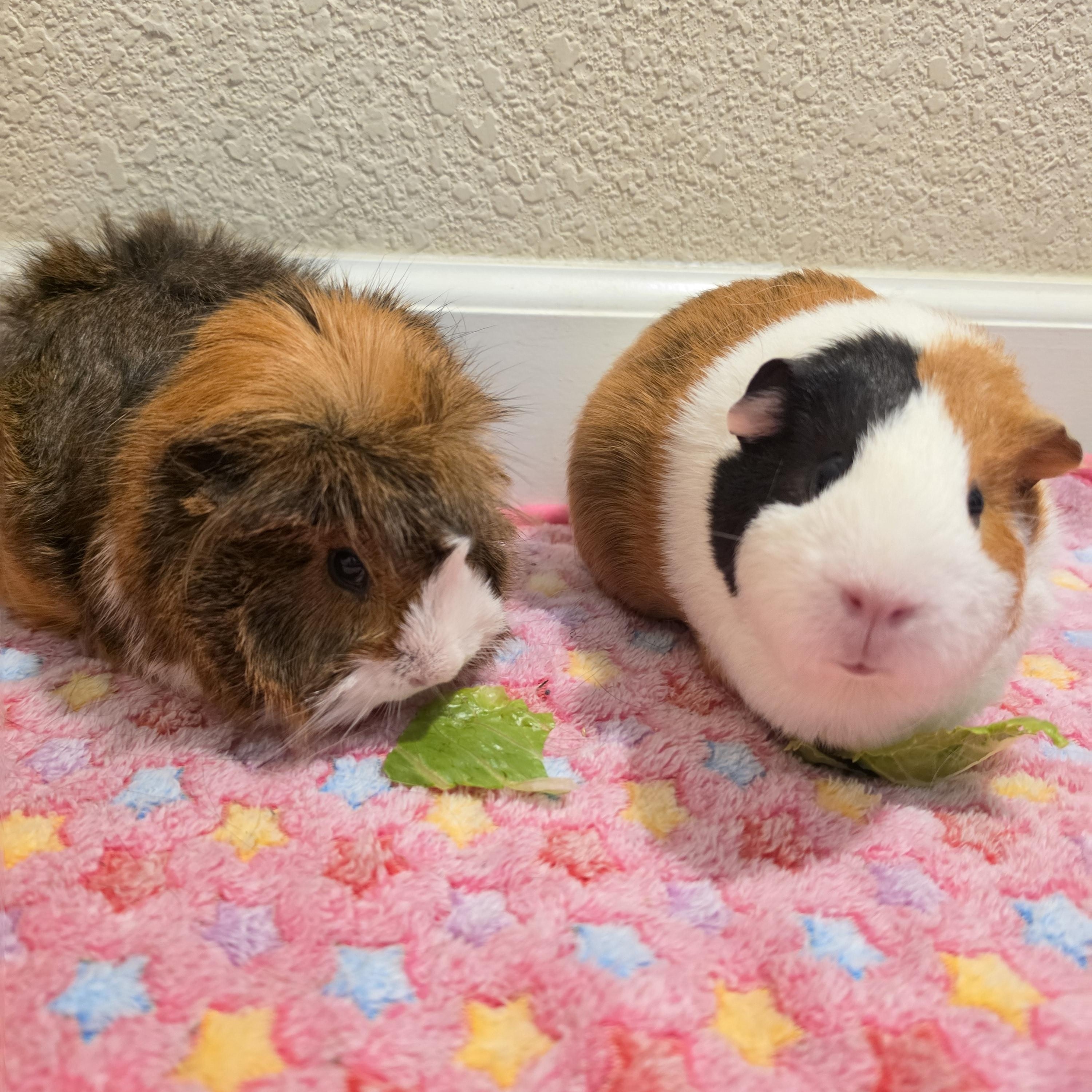 Daisy & Sadie, a ADOPTABLE Short-Haired in Walnut Grove, CA image 3/3