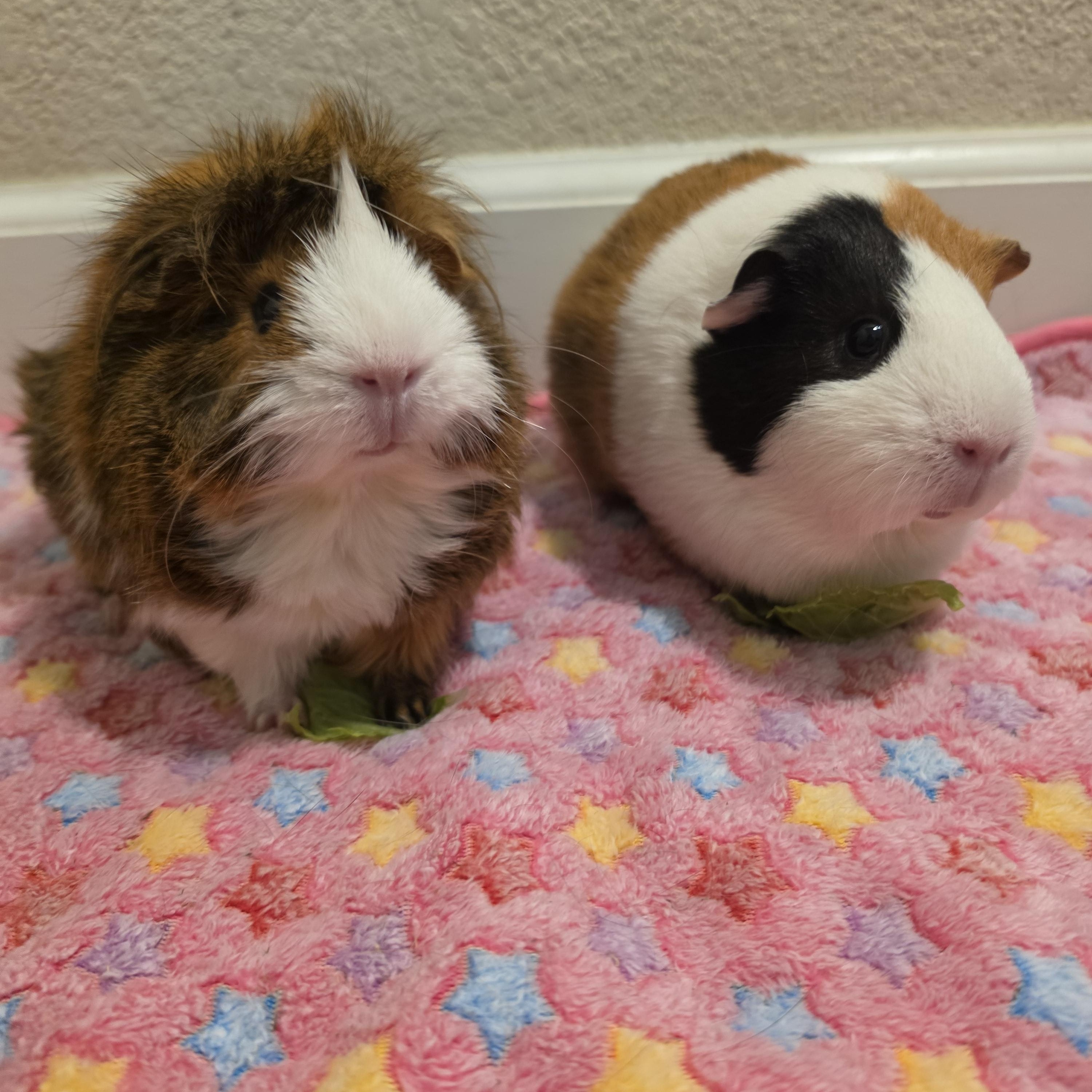 Daisy & Sadie, a ADOPTABLE Short-Haired in Walnut Grove, CA image 2/3