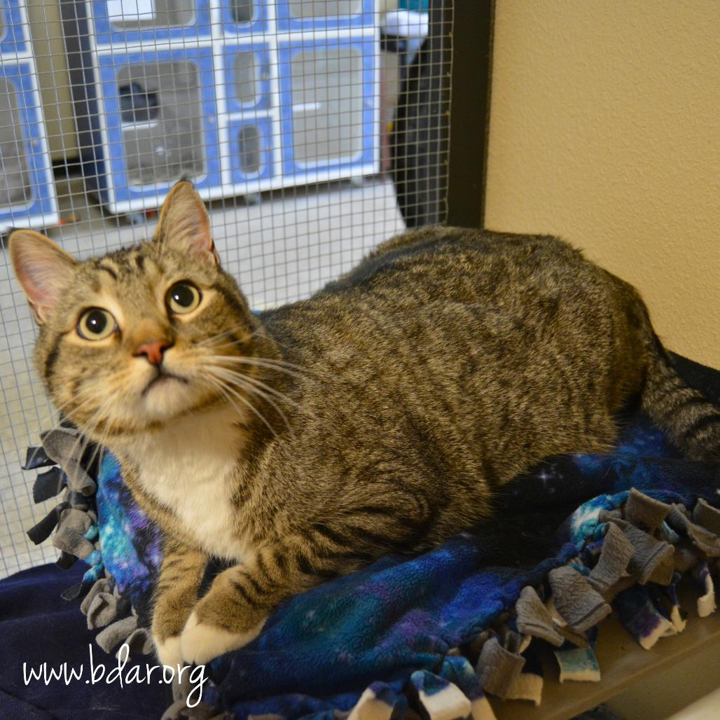 Theo, Adoptable, Adult Male Domestic Short Hair.