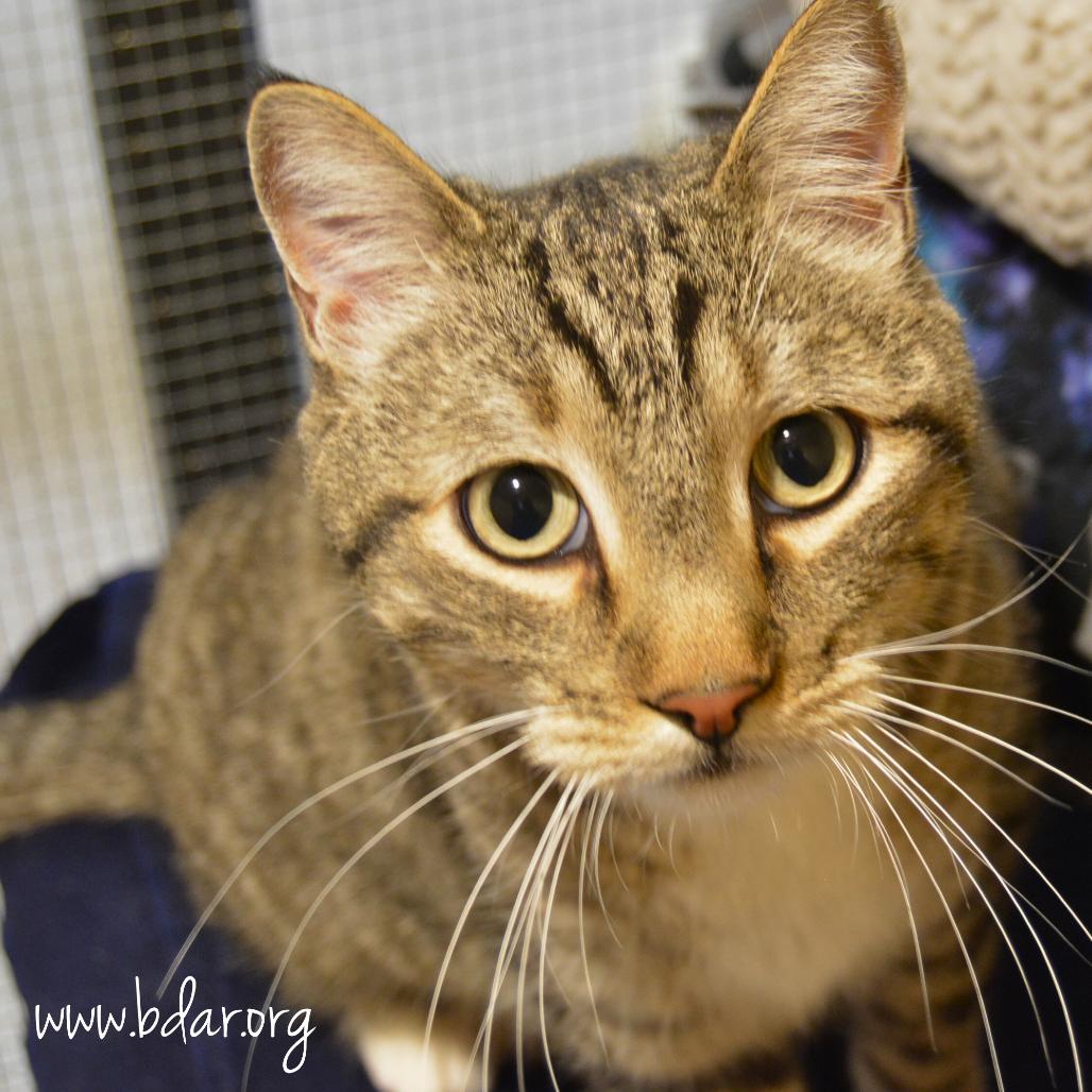 Enlarge Theo, a Adoptable mixed breed in Cheyenne, WY image 2/2