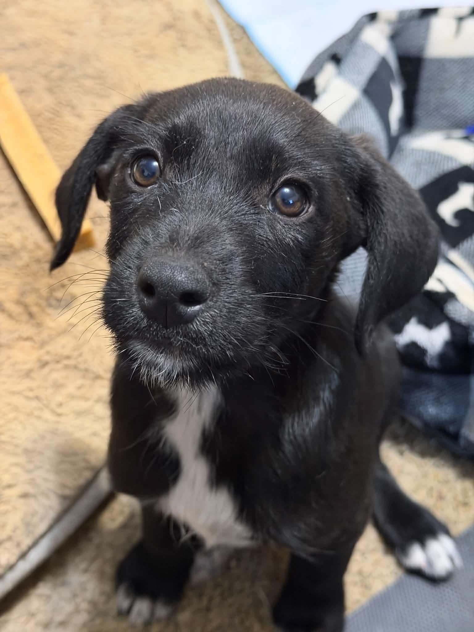 Enlarge Lady, a Adopted mixed breed in Boise, ID image 2/5
