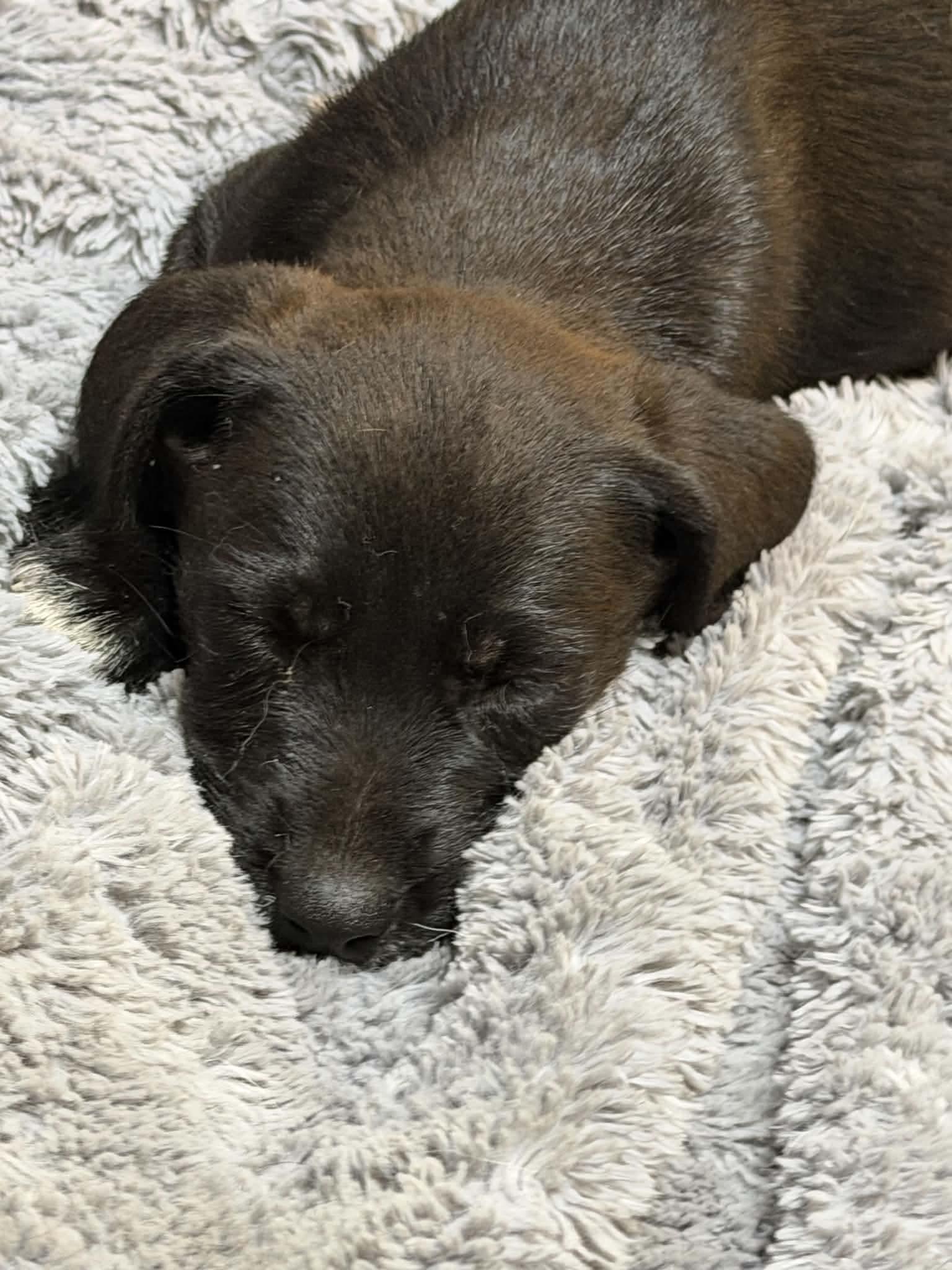 Enlarge Lady, a Adopted mixed breed in Boise, ID image 5/5