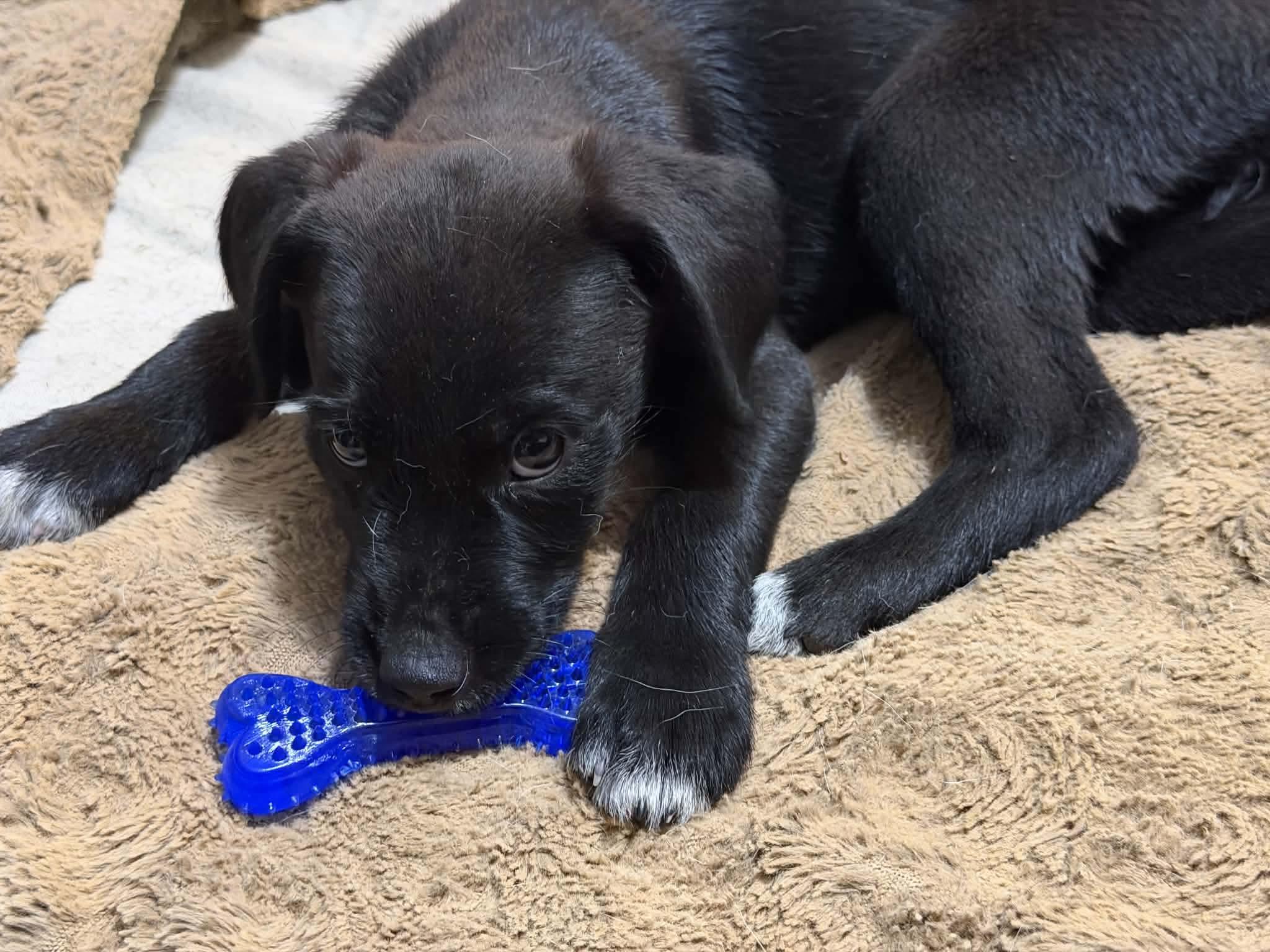 Enlarge Lady, a Adopted mixed breed in Boise, ID image 3/5