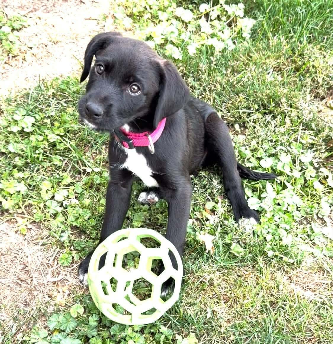 Enlarge Lady, a Adopted mixed breed in Boise, ID image 4/5