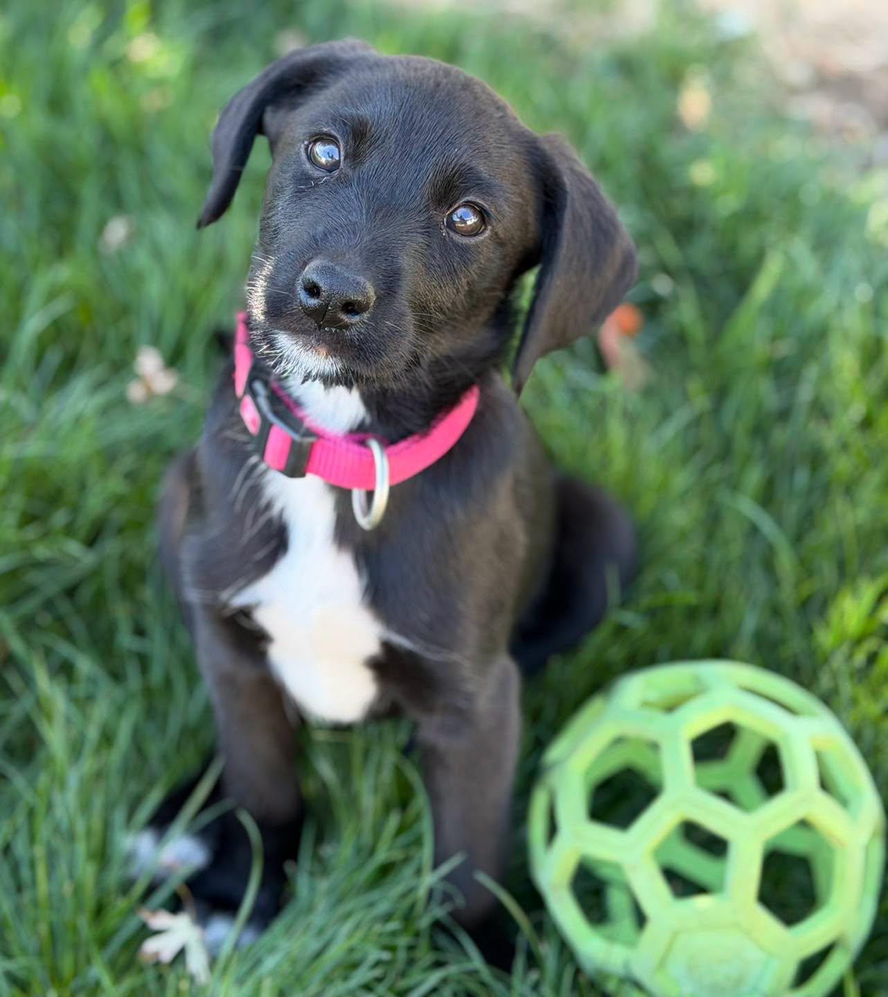 Lady, Adopted, Puppy Female Australian Shepherd & Wirehaired Pointing Griffon.