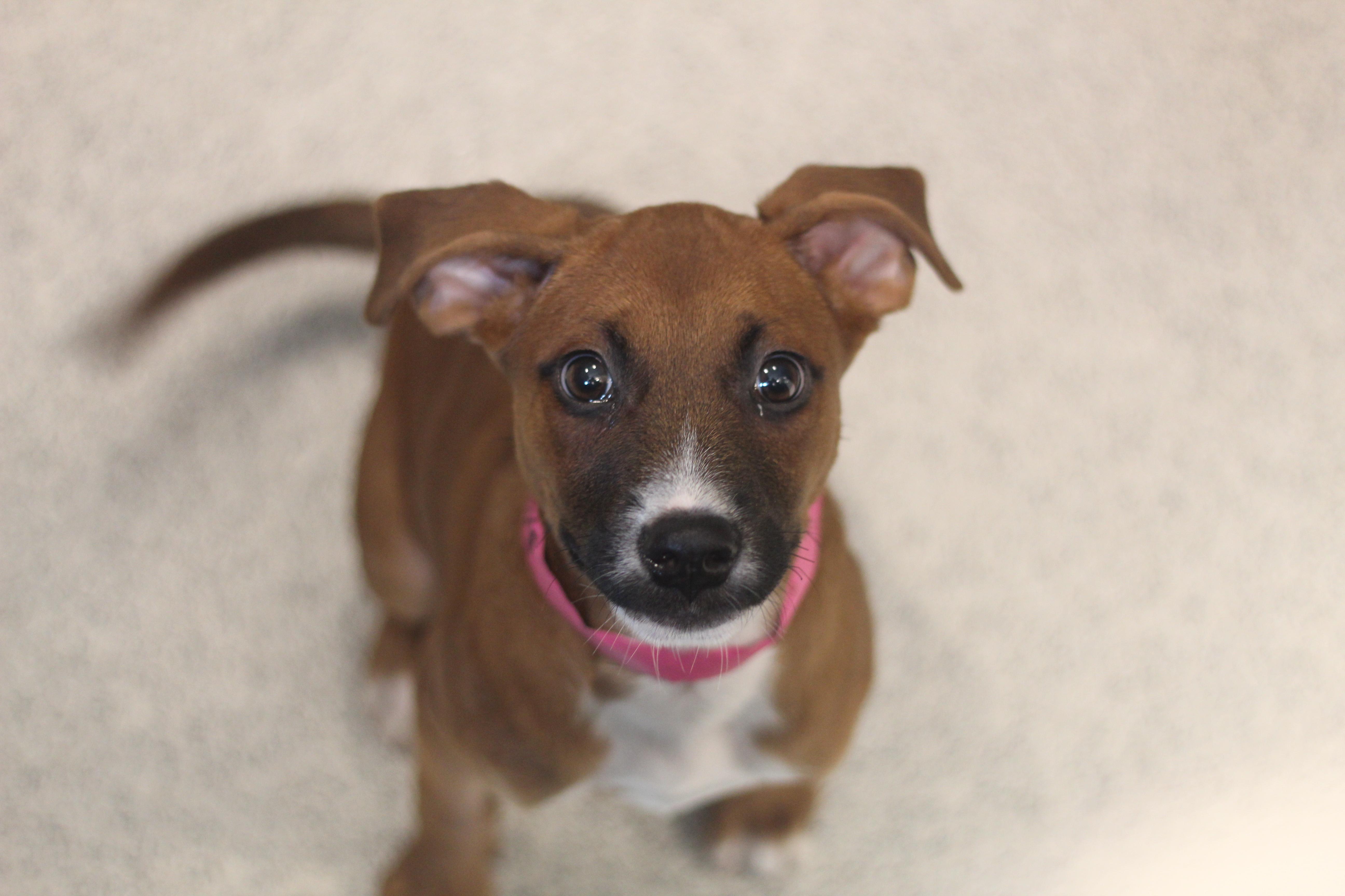 Nova