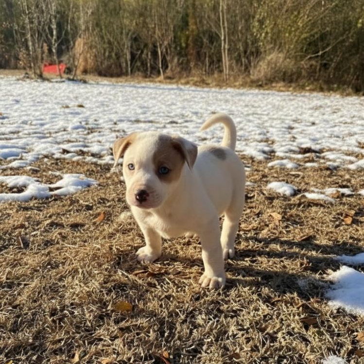 Cadbury, adopted, Puppy Male Mixed Breed.