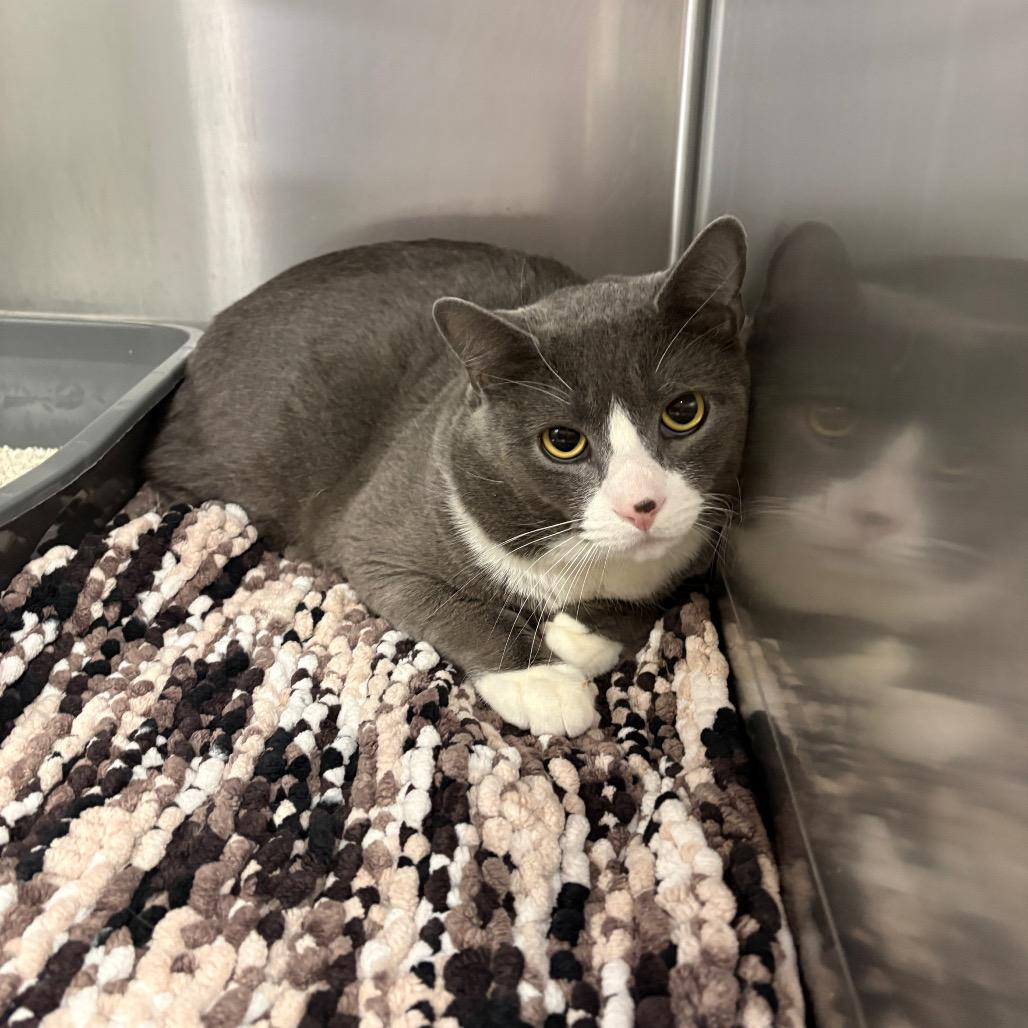 Enlarge Kovu, a Adoptable Domestic Short Hair in Spokane, WA image 1/2