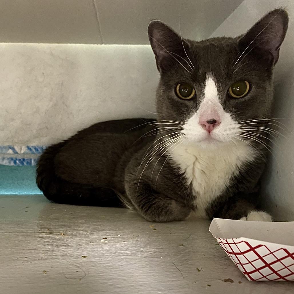 Enlarge Kovu, a Adoptable Domestic Short Hair in Spokane, WA image 2/3