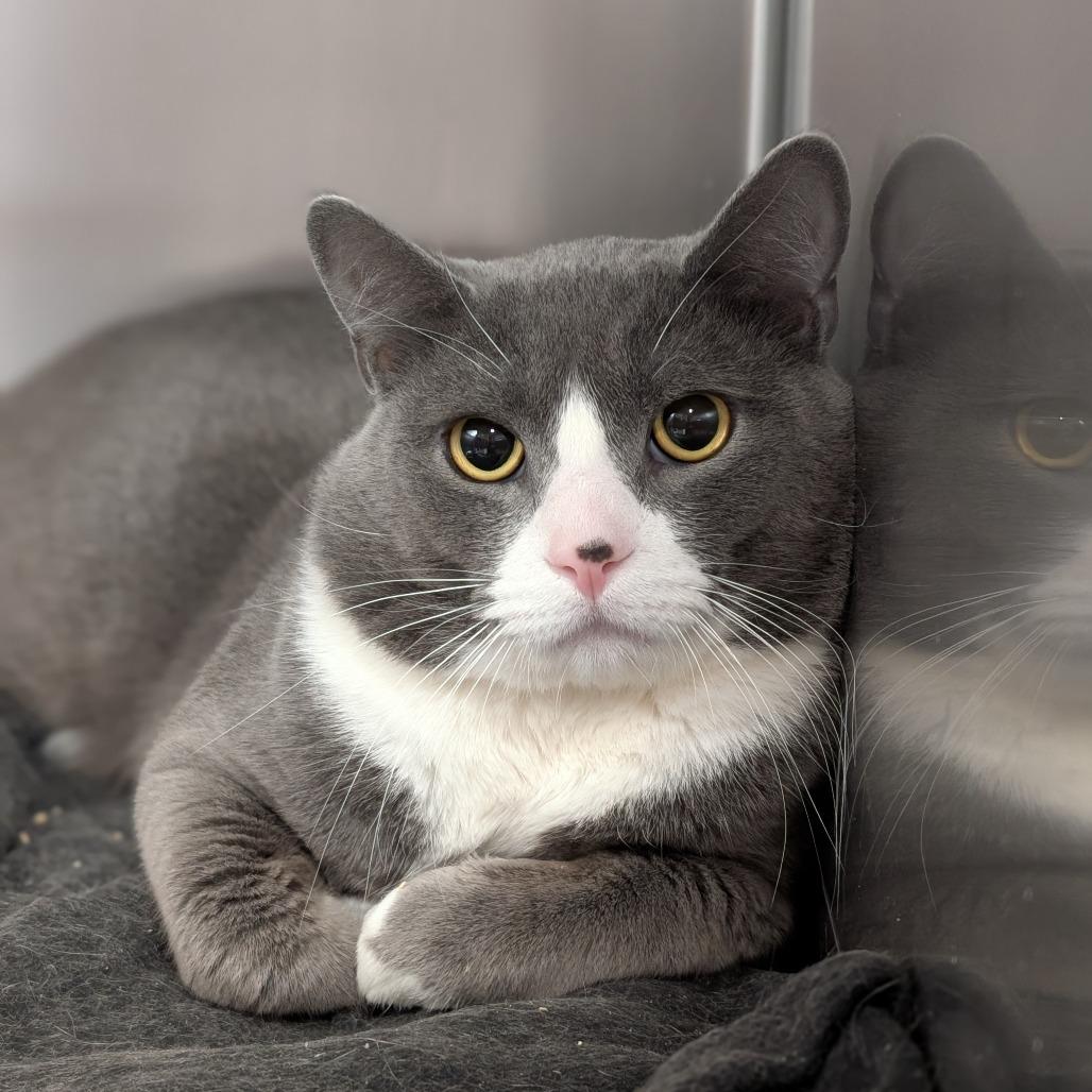 Enlarge Kovu, a Adoptable Domestic Short Hair in Spokane, WA image 2/2