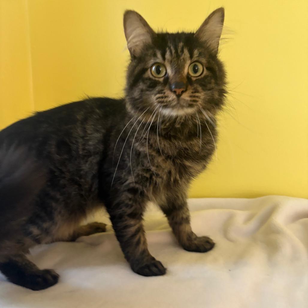 Enlarge Horatio, a ADOPTABLE Domestic Medium Hair in Fenton, MI image 2/2