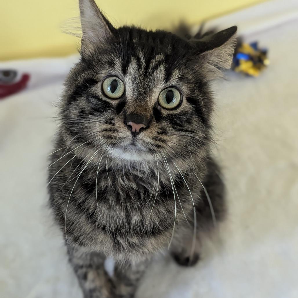 Enlarge Horatio, a ADOPTABLE Domestic Medium Hair in Fenton, MI image 1/2