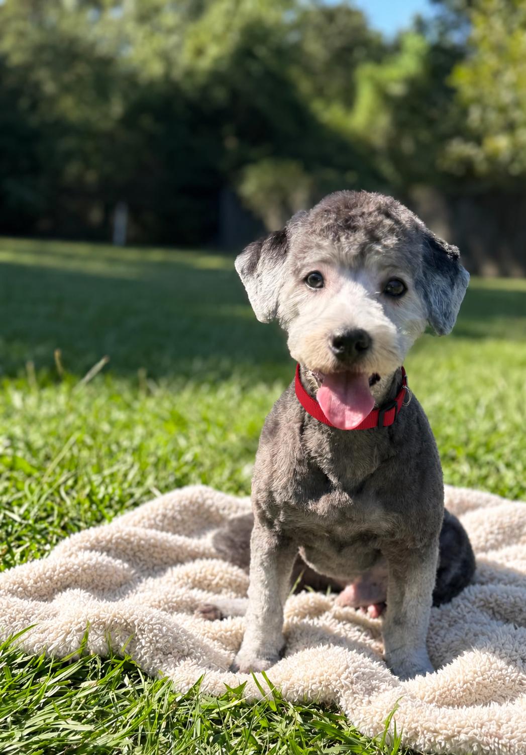 Enlarge Charlie, a Adoptable mixed breed in Brattleboro, VT image 1/3