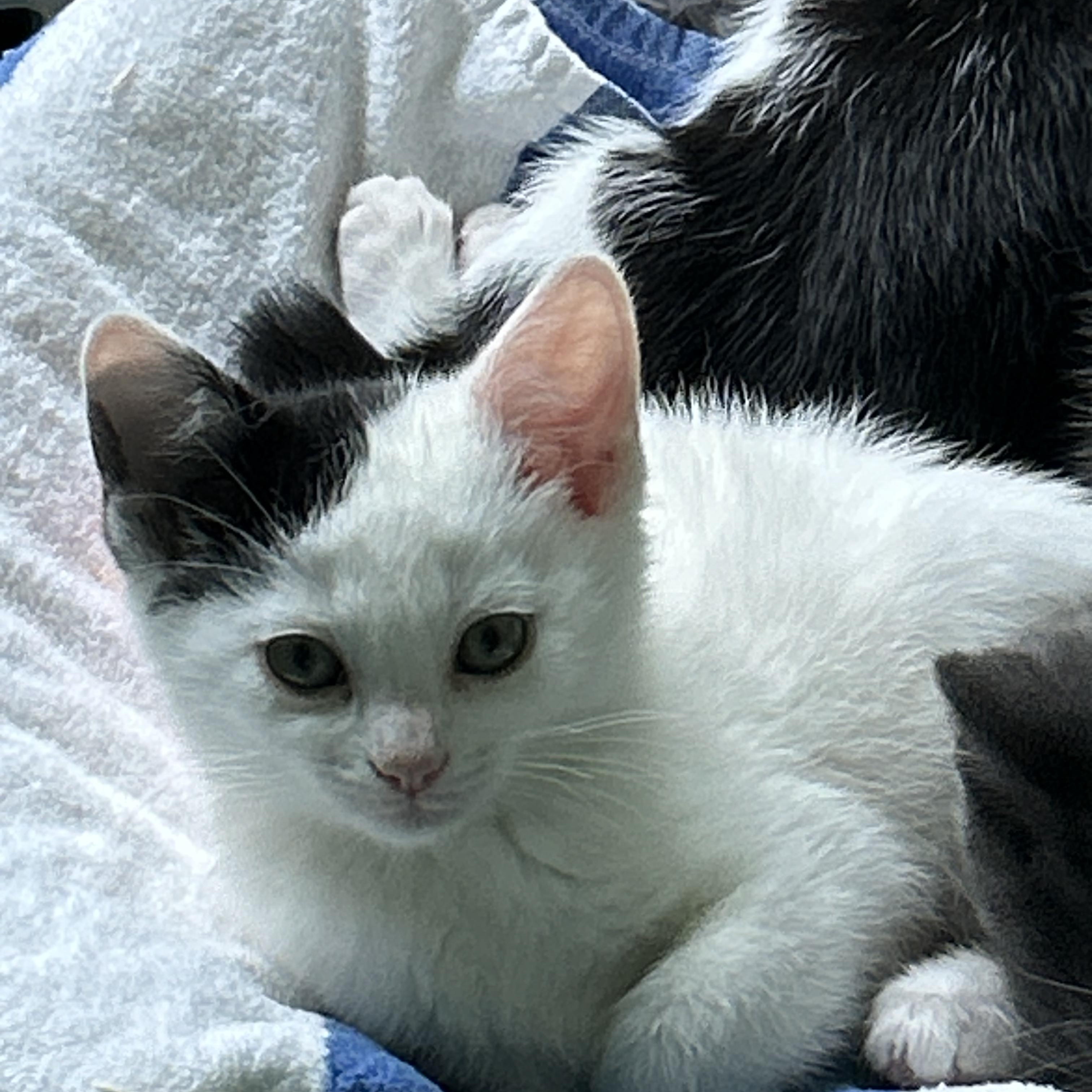Domino, a ADOPTABLE Domestic Short Hair in Moriches, NY image 1/3