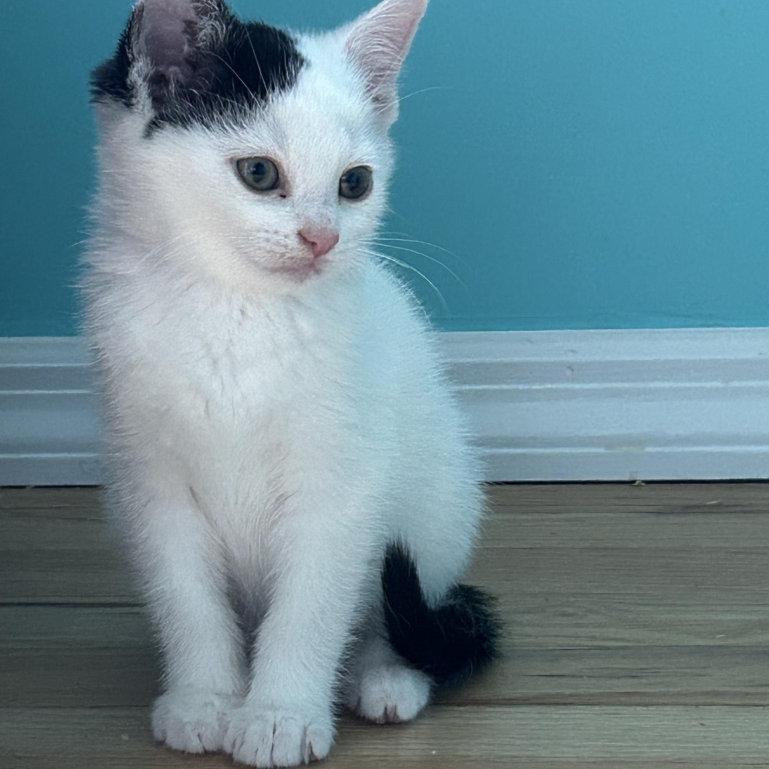 Domino, a ADOPTABLE Domestic Short Hair in Moriches, NY image 2/3