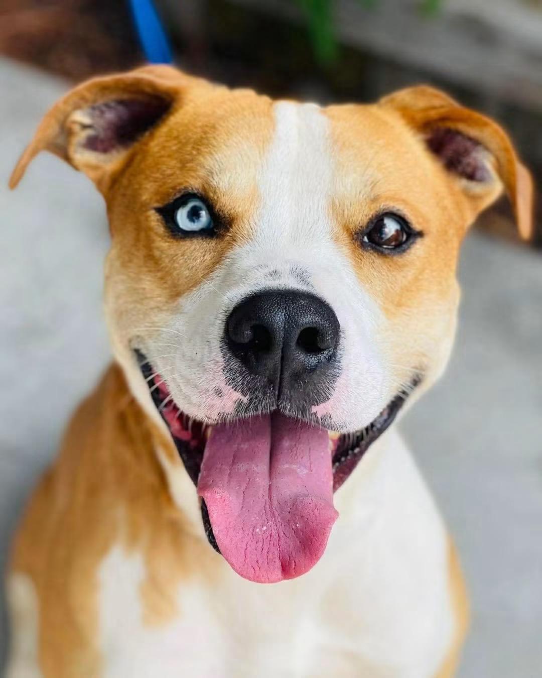 Cam Cam, Adoptable, Young Male Pit Bull Terrier.
