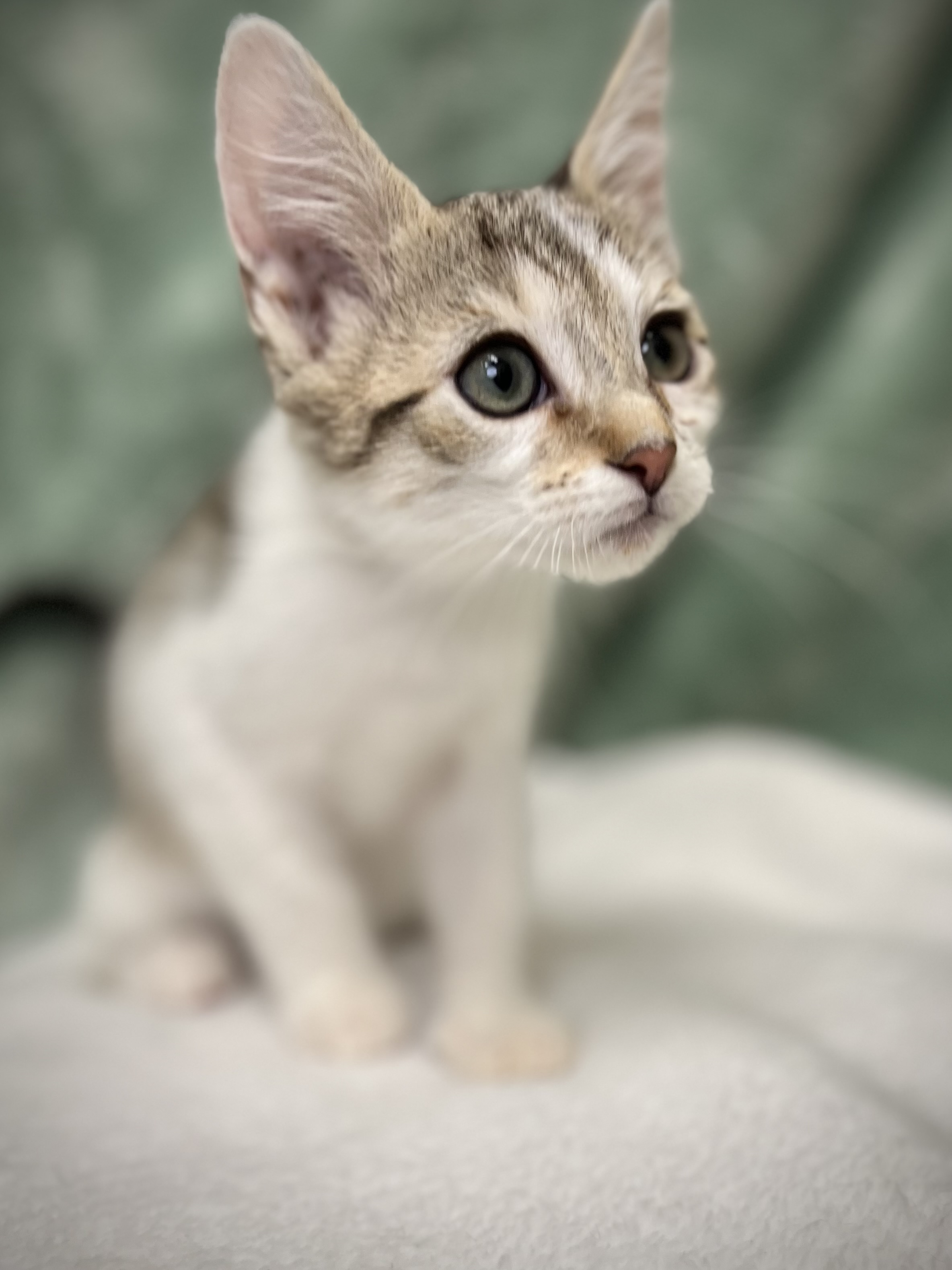 Herby, Adoptable, Young Male Domestic Short Hair & Tabby.
