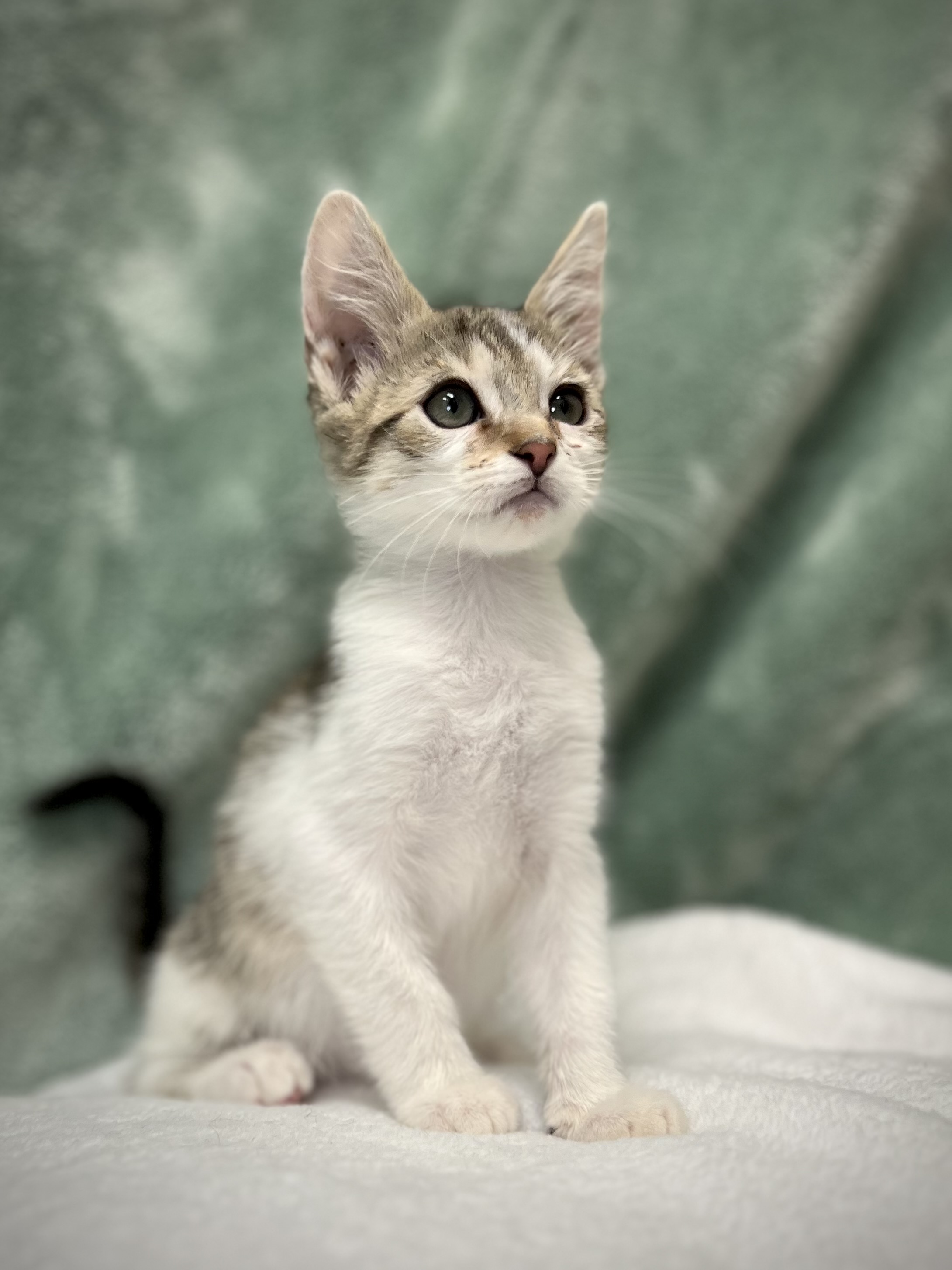 Herby, a Adoptable mixed breed in Greensboro, NC image 2/6