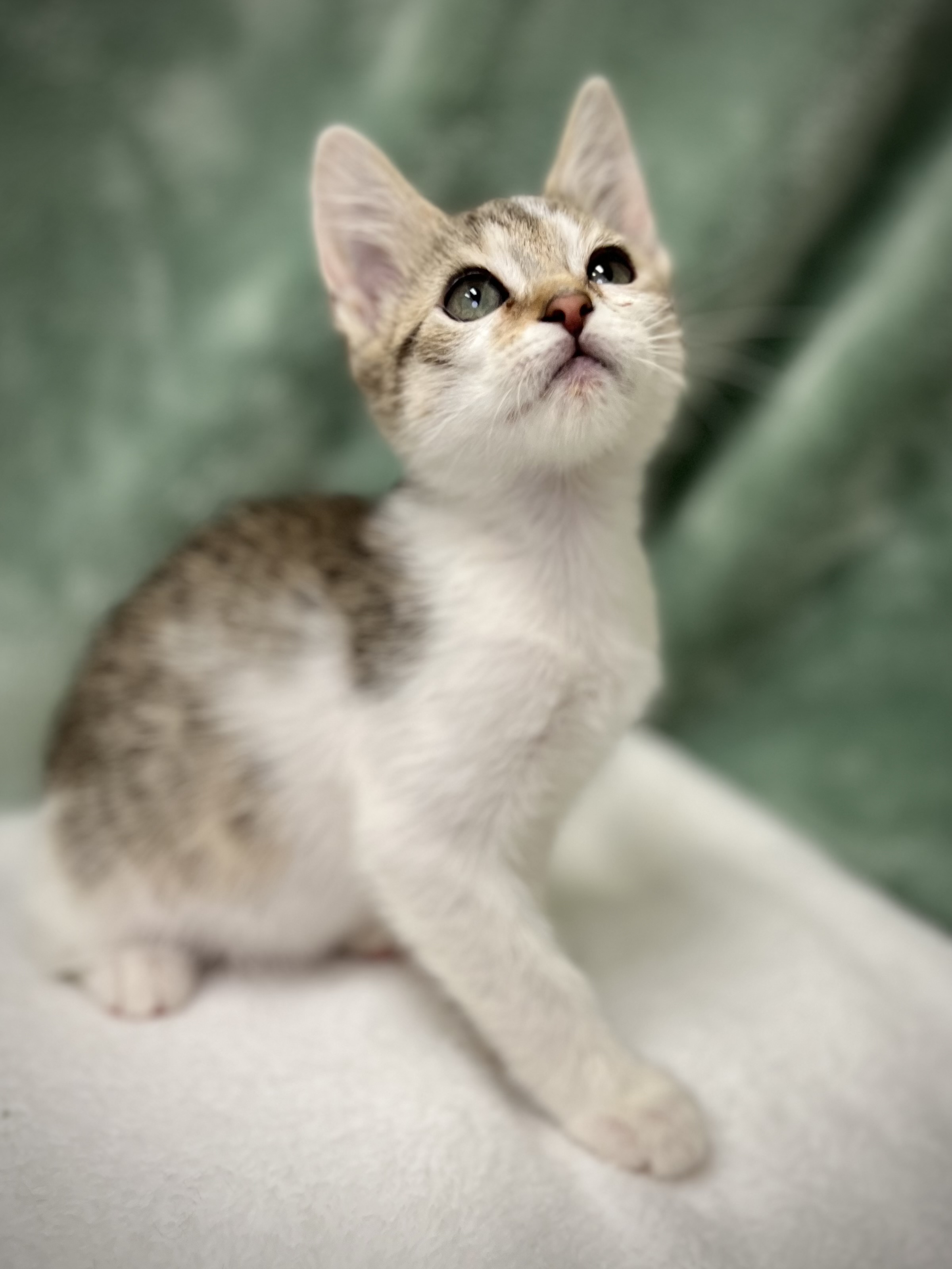 Herby, a Adoptable mixed breed in Greensboro, NC image 4/6