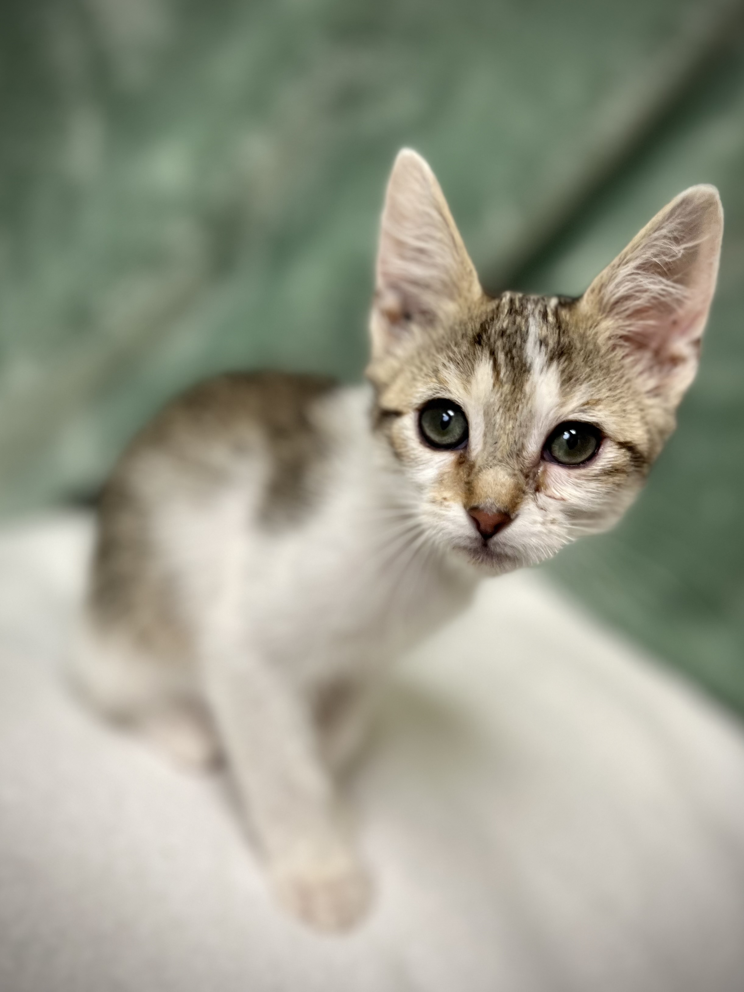 Herby, a Adoptable mixed breed in Greensboro, NC image 5/6