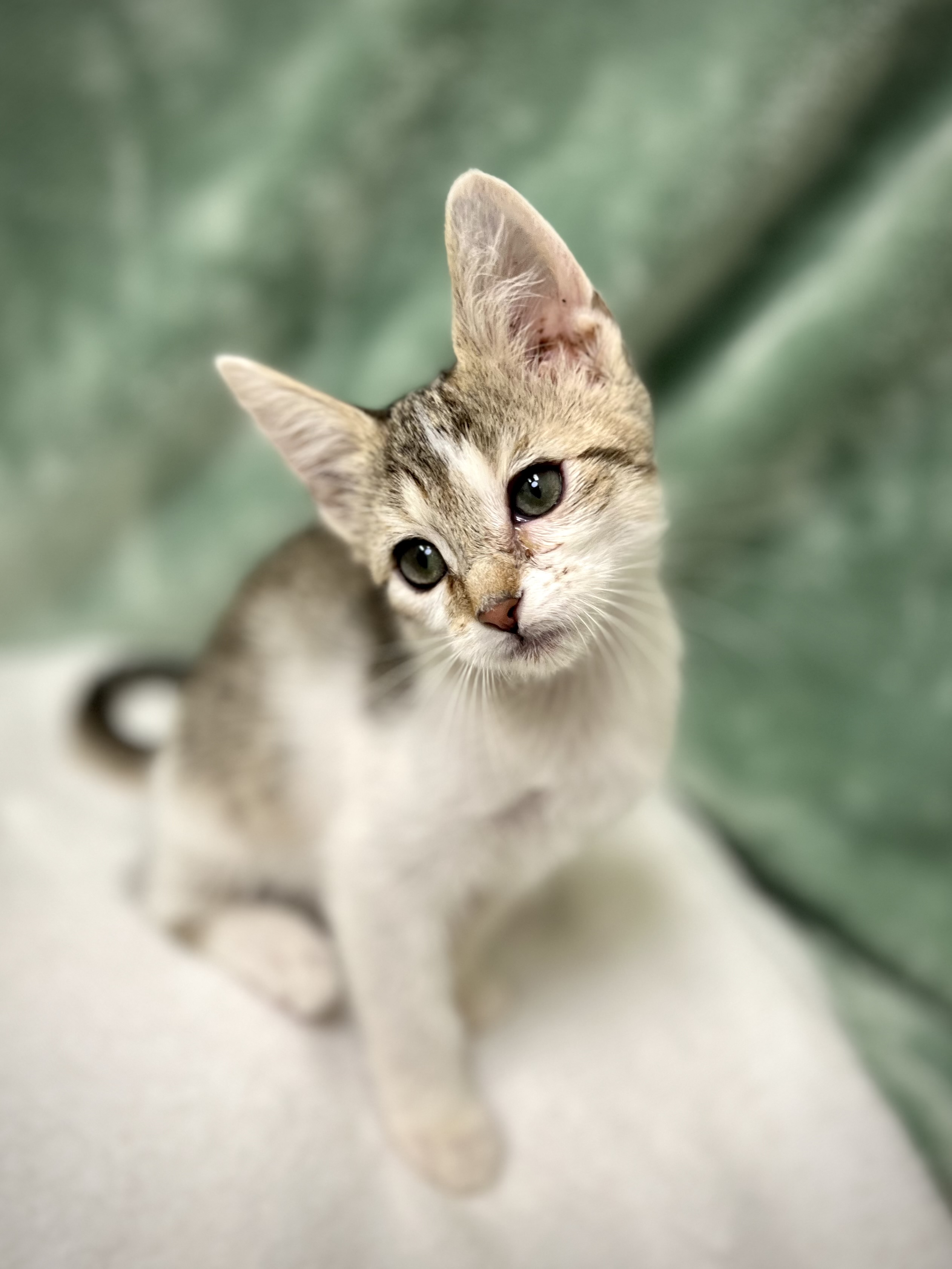 Herby, a Adoptable mixed breed in Greensboro, NC image 6/6