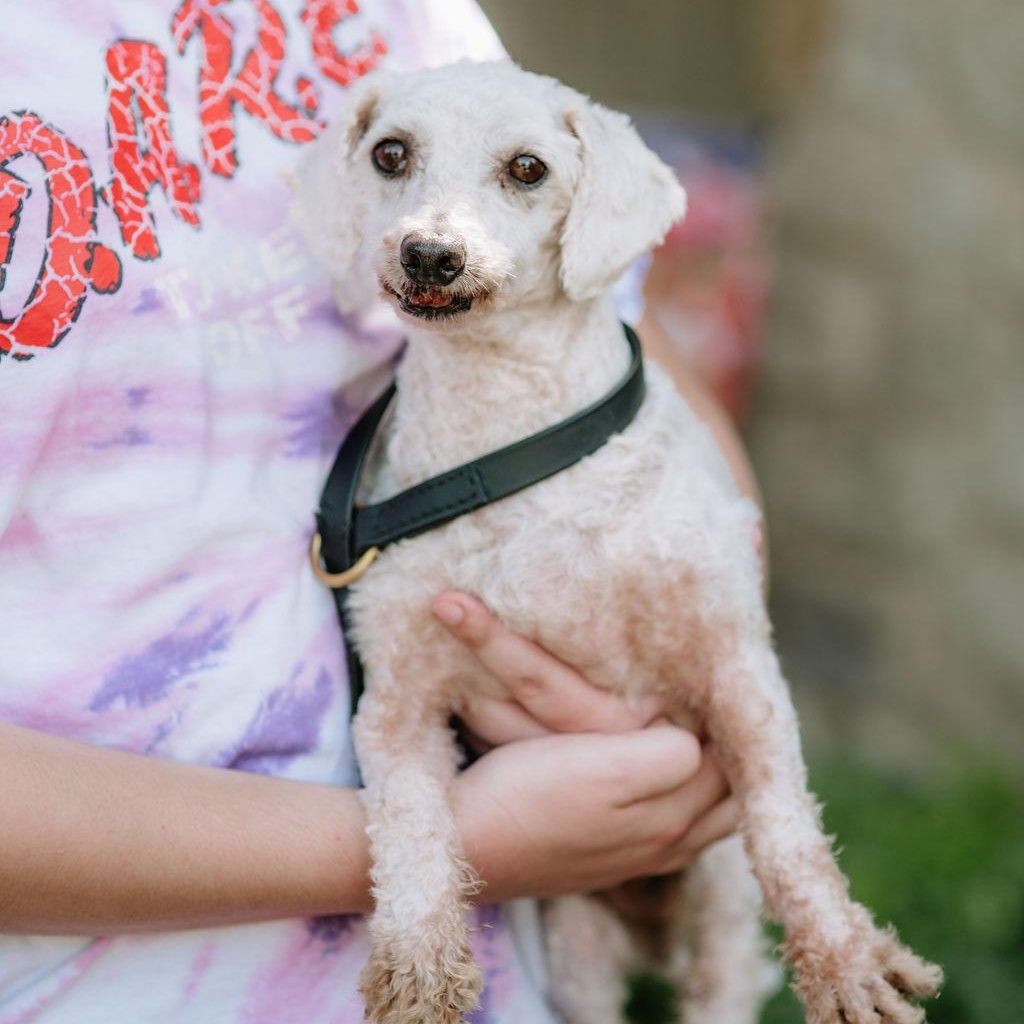 Enlarge Long Tall Sally, a Adoptable Bichon Frise in Chester Springs, PA image 4/5