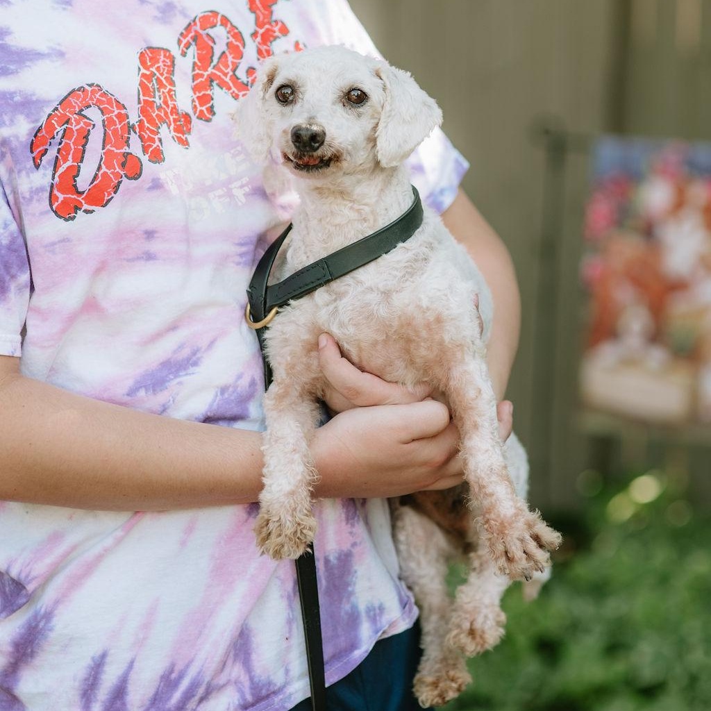 Long Tall Sally, Adoptable, Adult Female Bichon Frise.