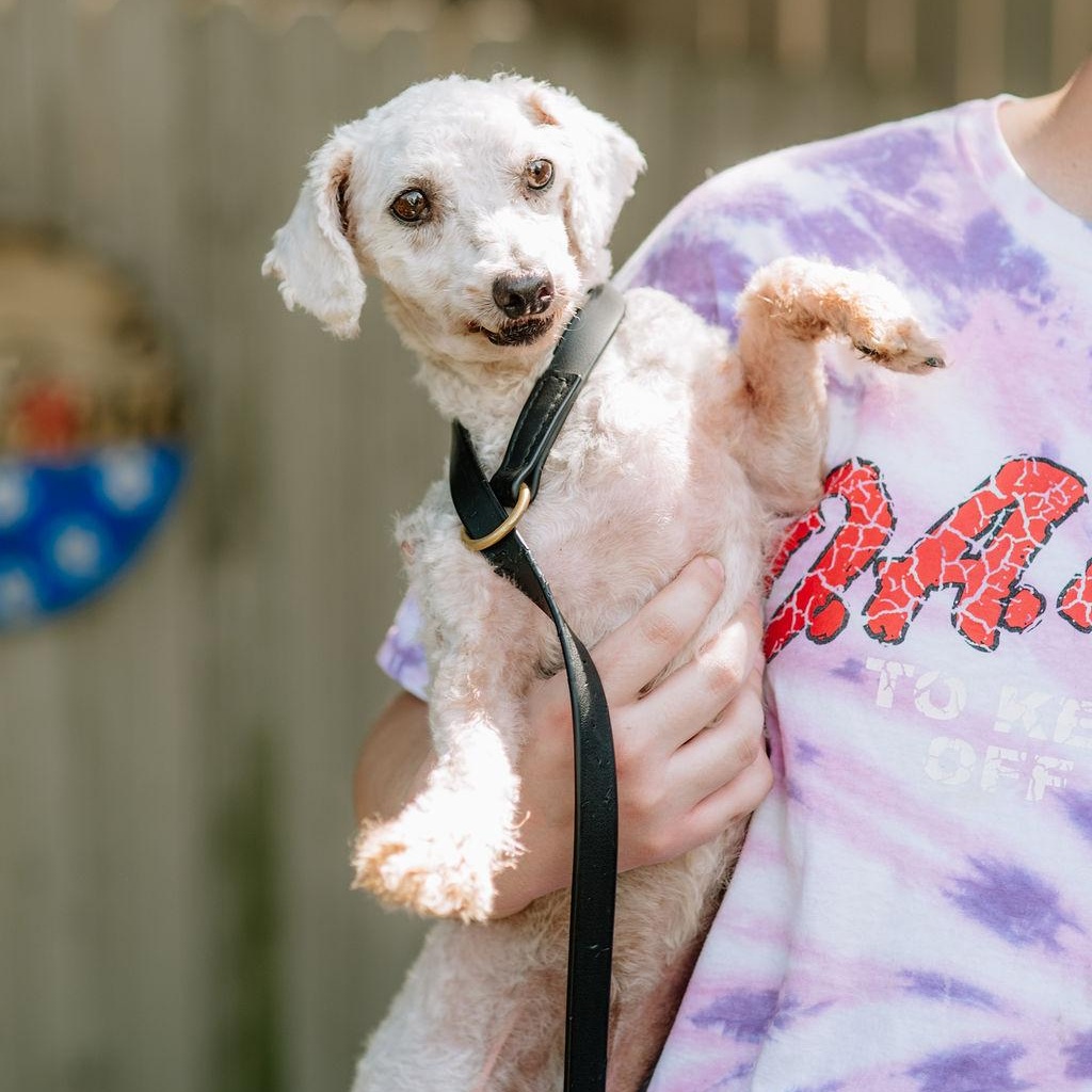 Enlarge Long Tall Sally, a Adoptable Bichon Frise in Chester Springs, PA image 3/5