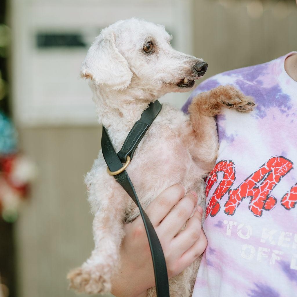 Enlarge Long Tall Sally, a Adoptable Bichon Frise in Chester Springs, PA image 5/5